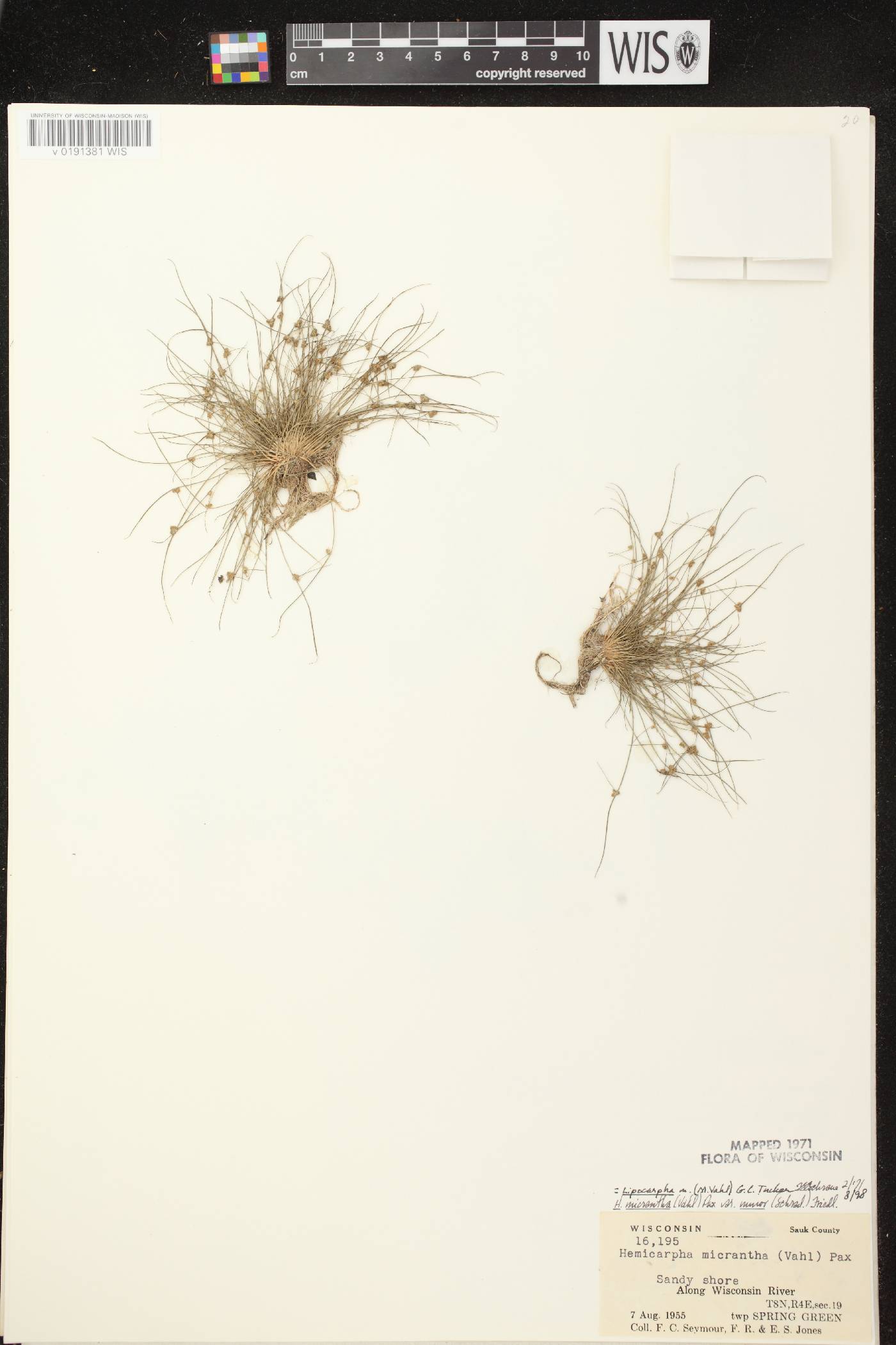Lipocarpha micrantha image