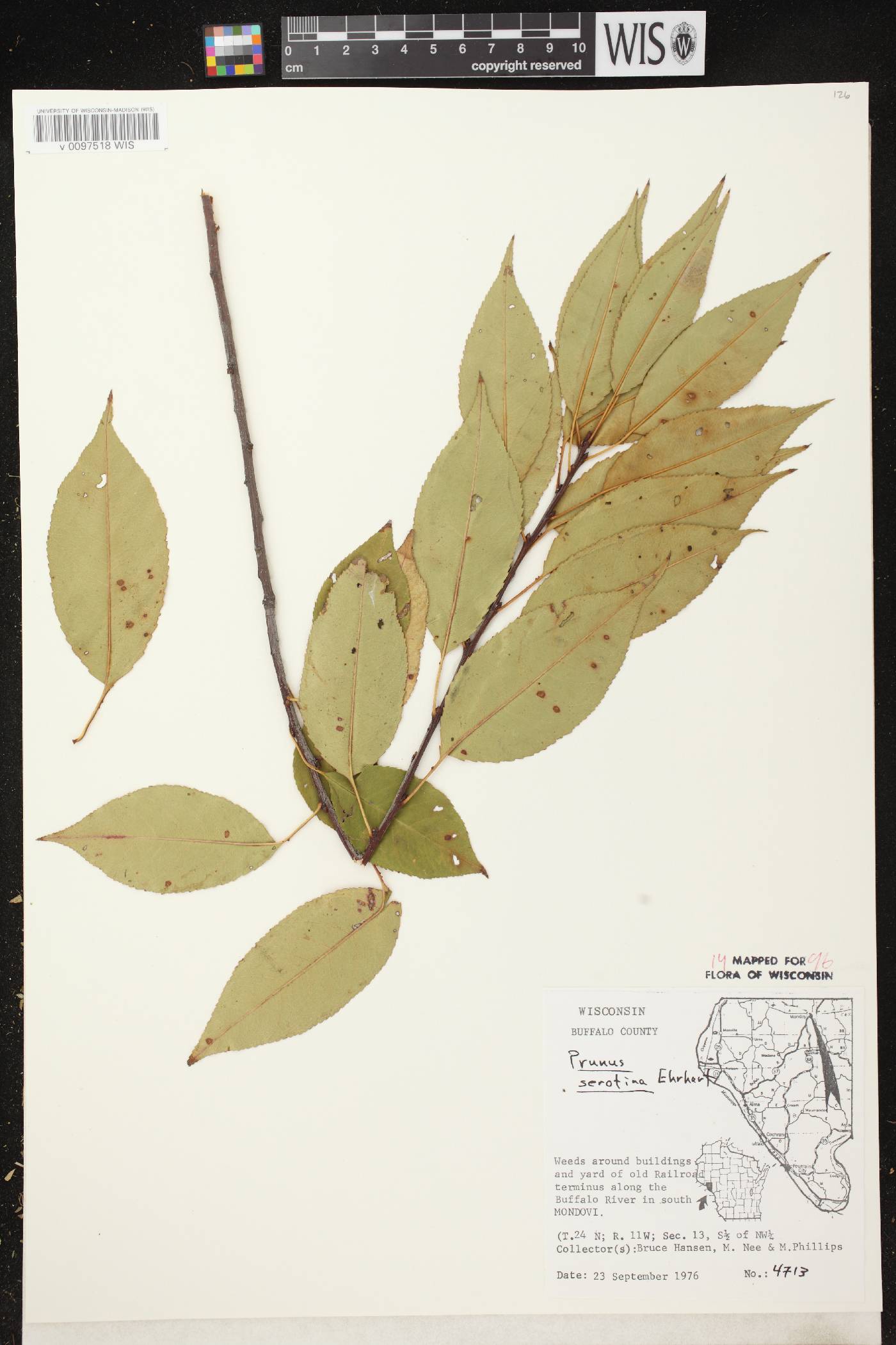 Prunus serotina image
