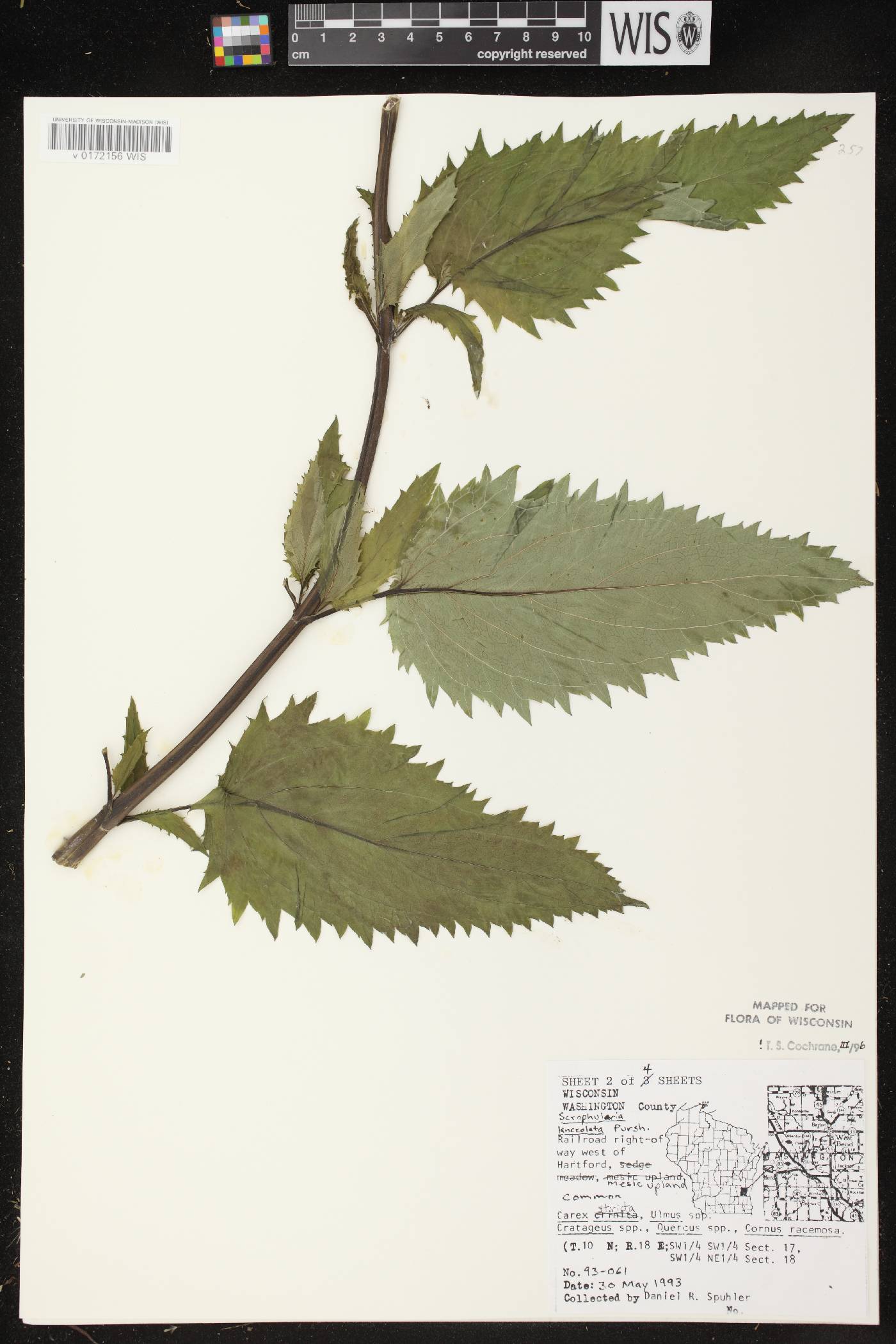 Scrophularia lanceolata image