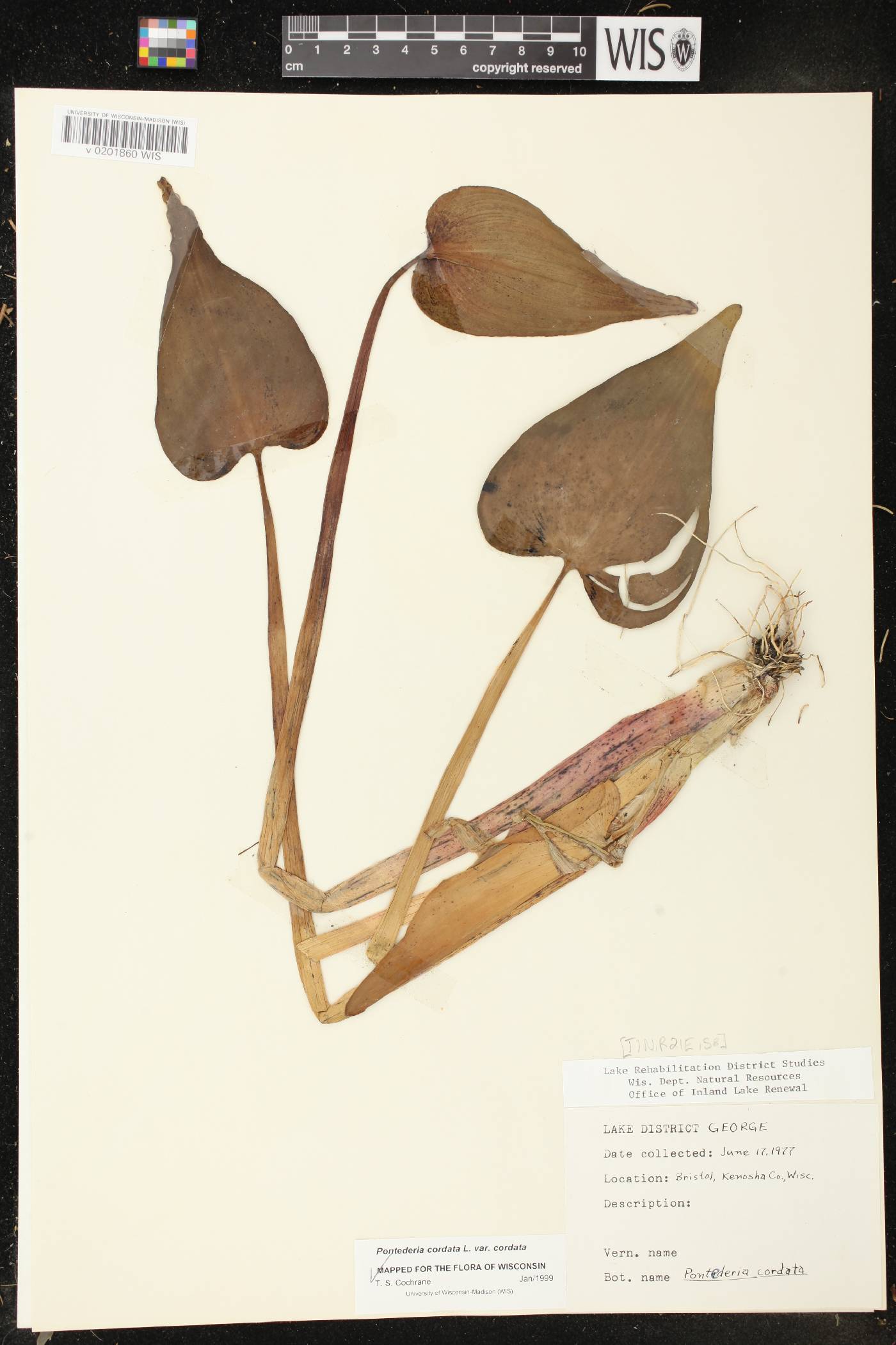 Pontederia cordata image