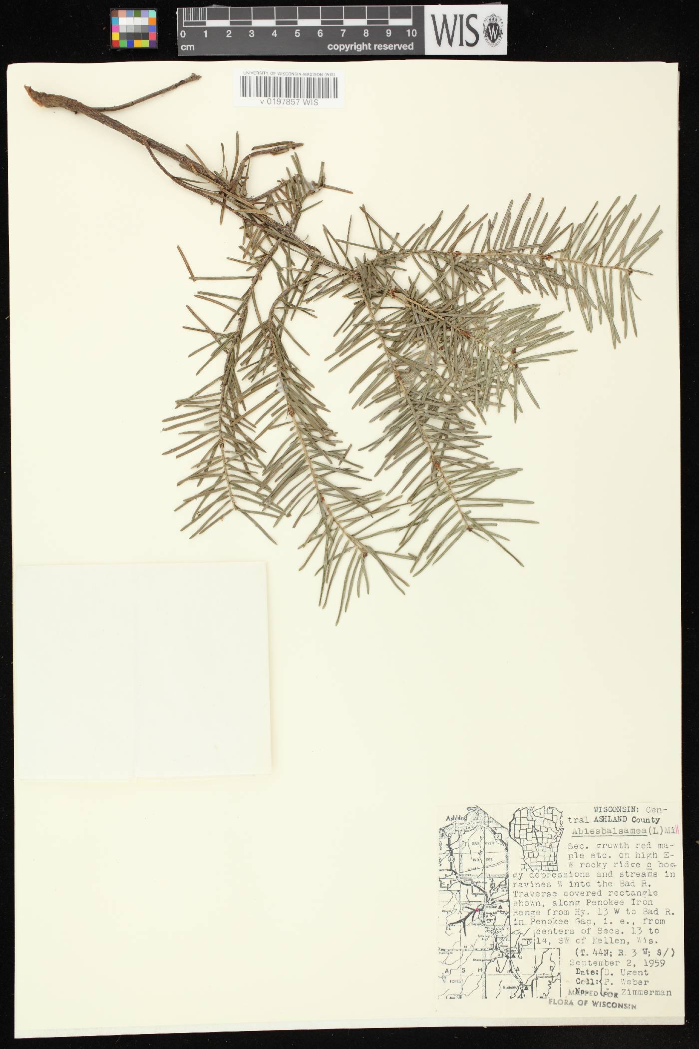 Abies balsamea image
