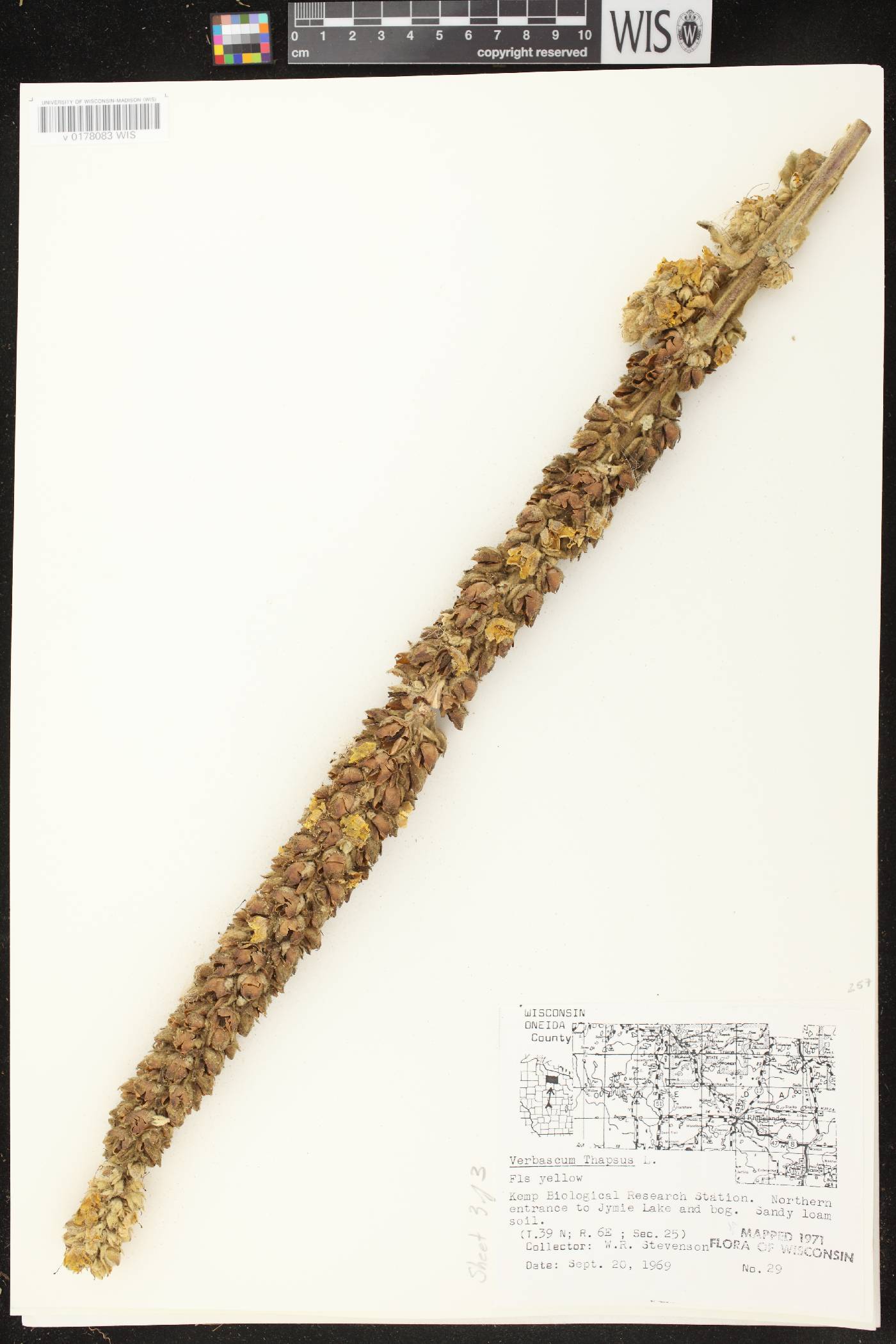 Verbascum thapsus image