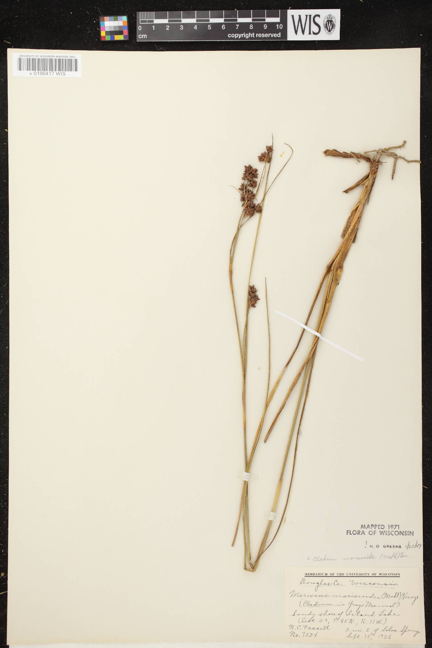 Cladium mariscoides image