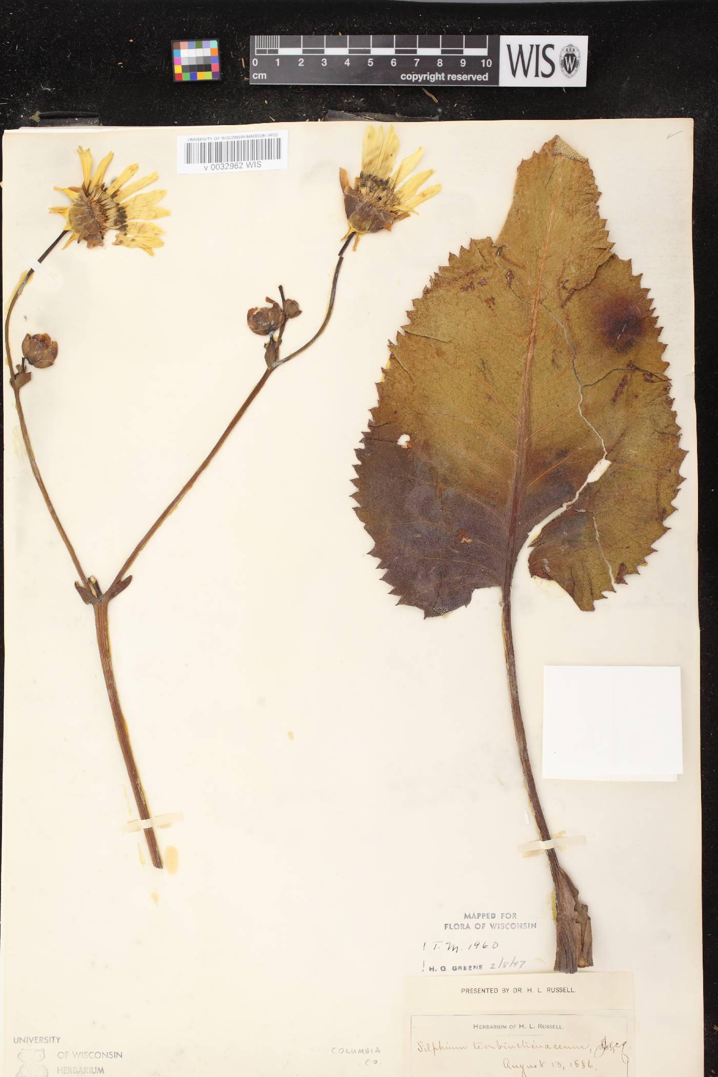 Silphium terebinthinaceum var. terebinthinaceum image