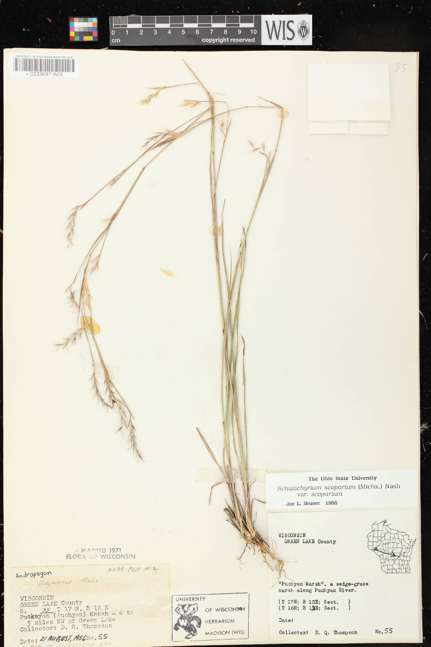 Schizachyrium scoparium var. scoparium image