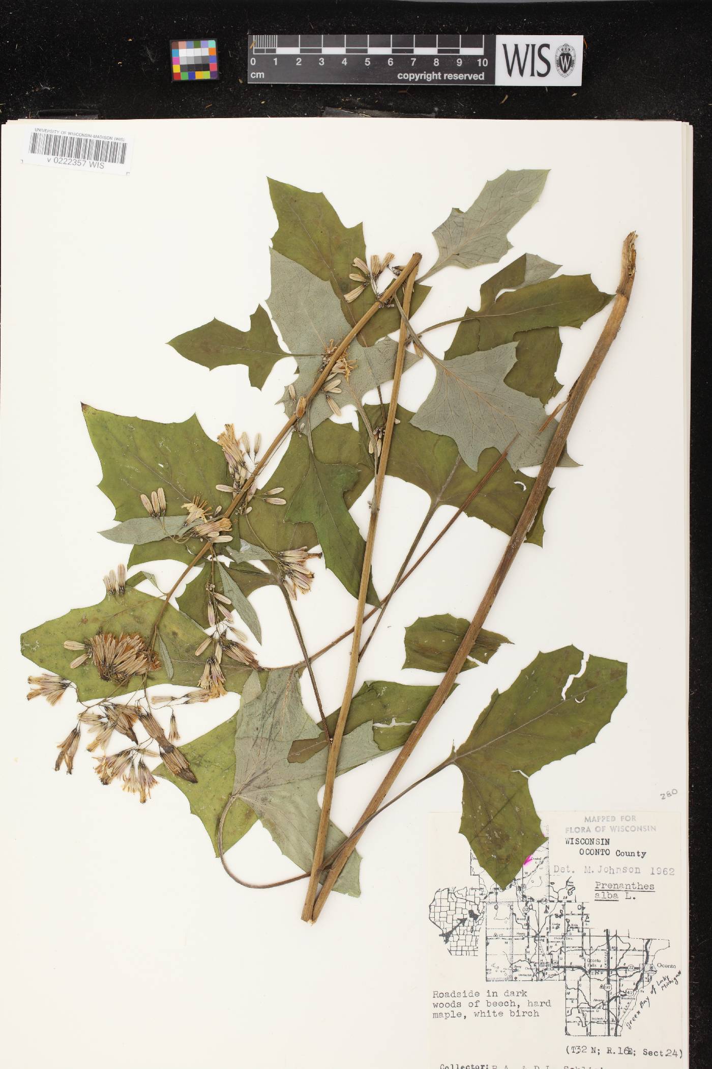 Prenanthes alba image