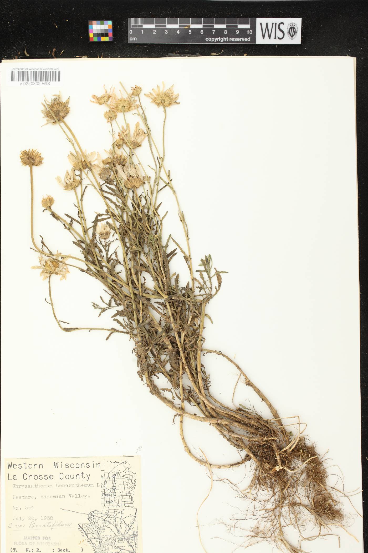Leucanthemum vulgare image