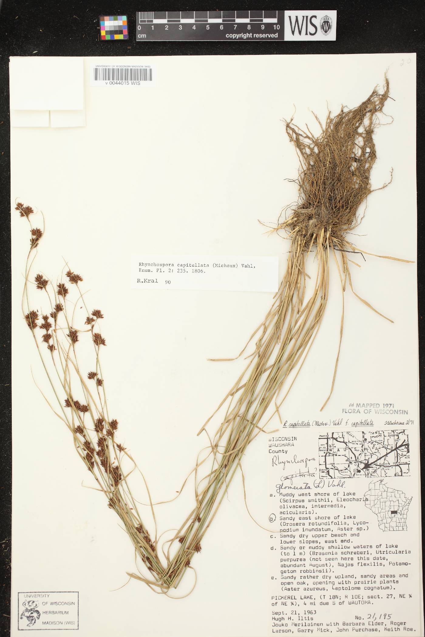 Rhynchospora capitellata image