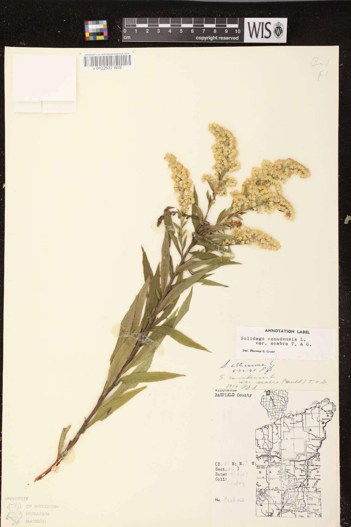 Solidago altissima subsp. altissima image