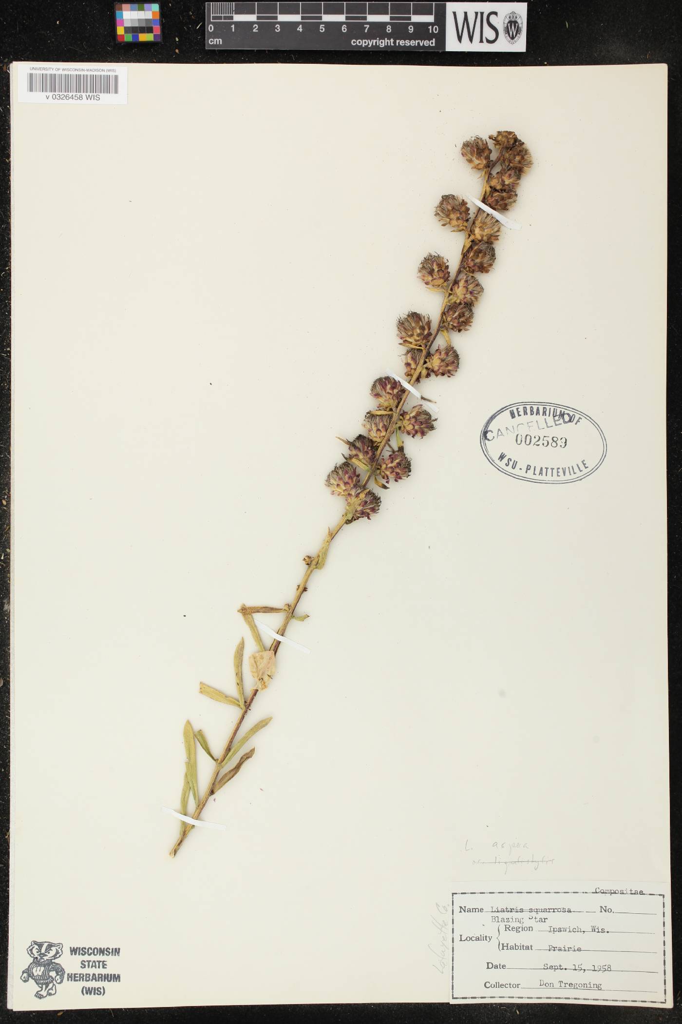 Liatris aspera image