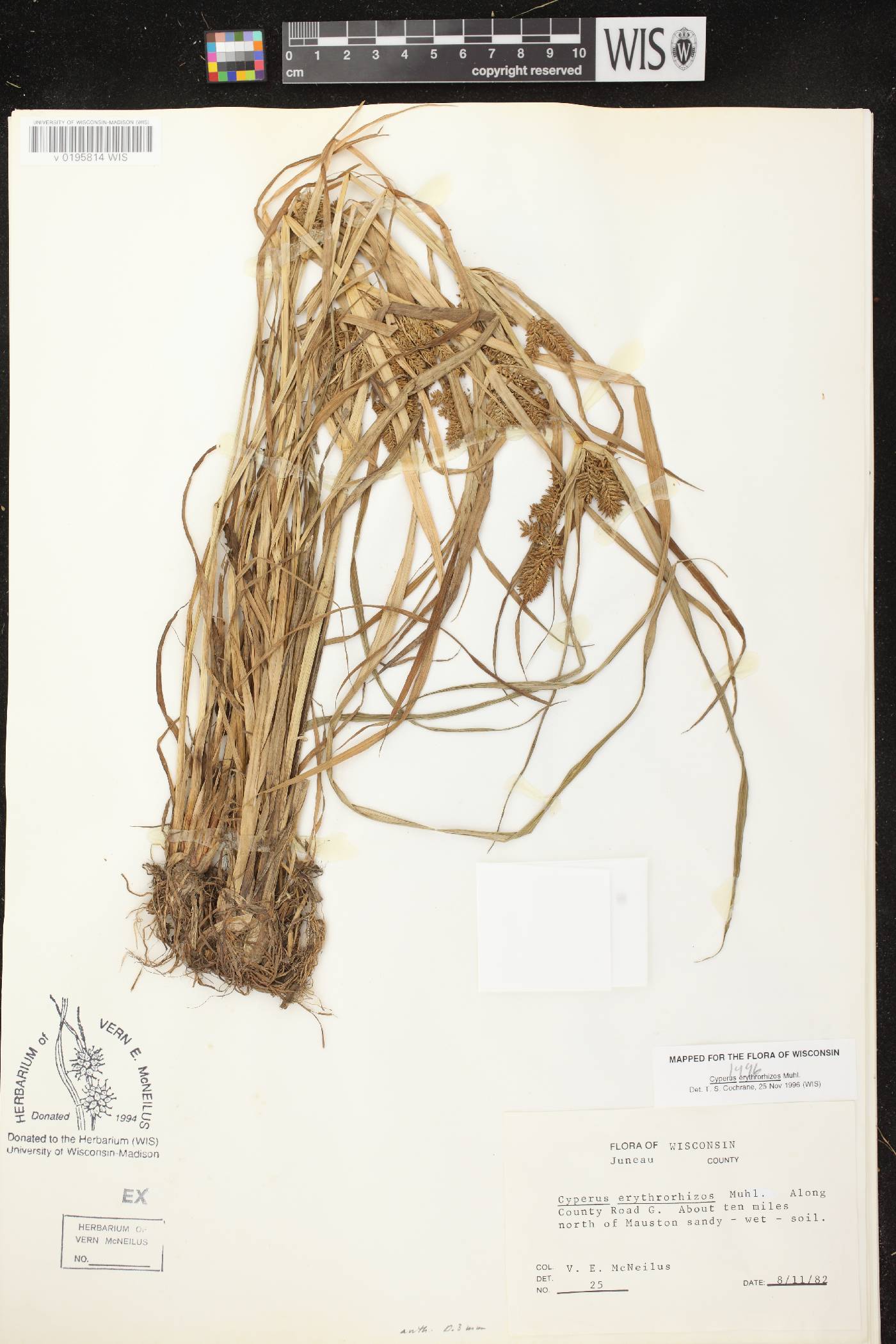 Cyperus erythrorhizos image