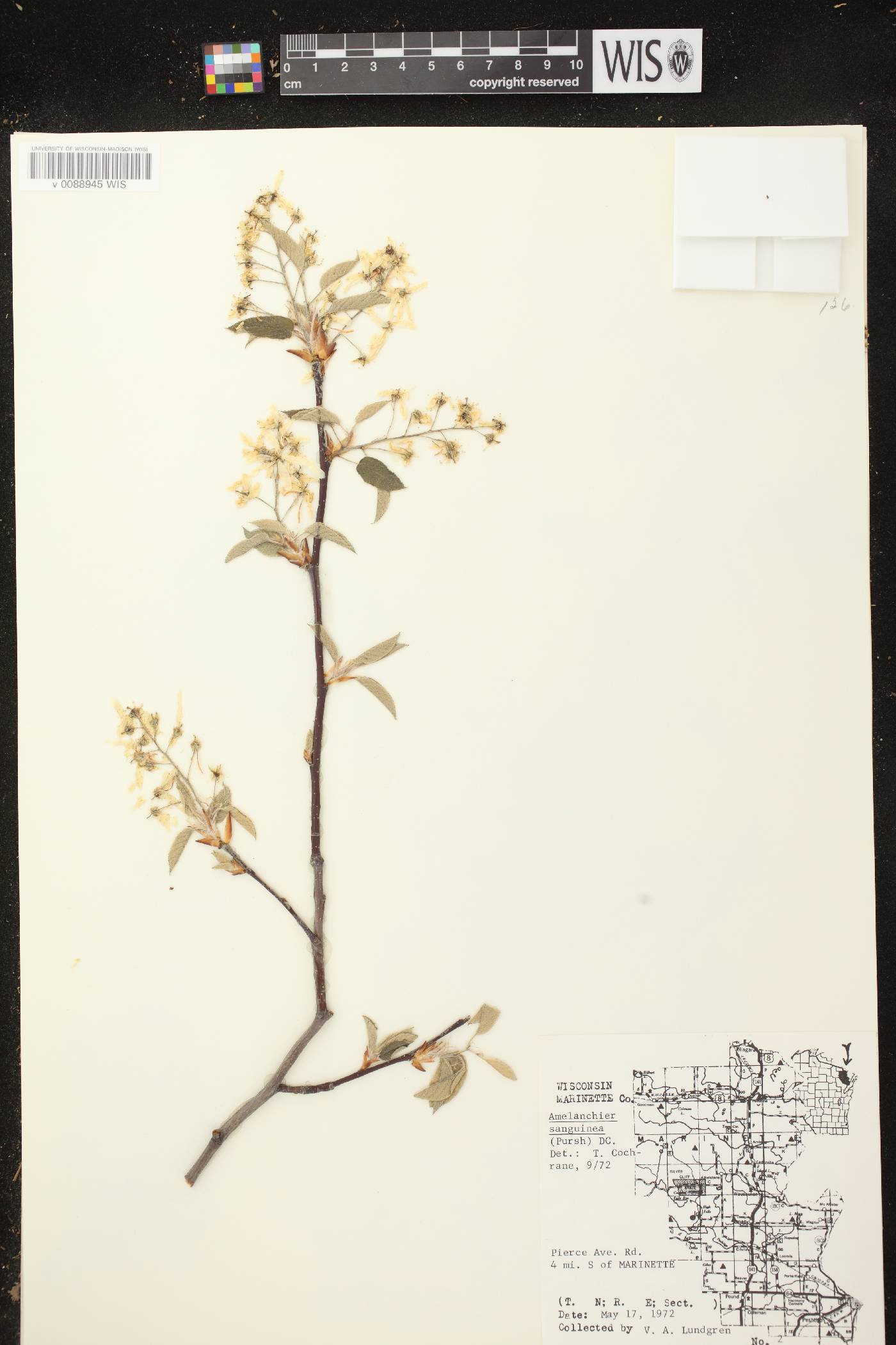 Amelanchier sanguinea image
