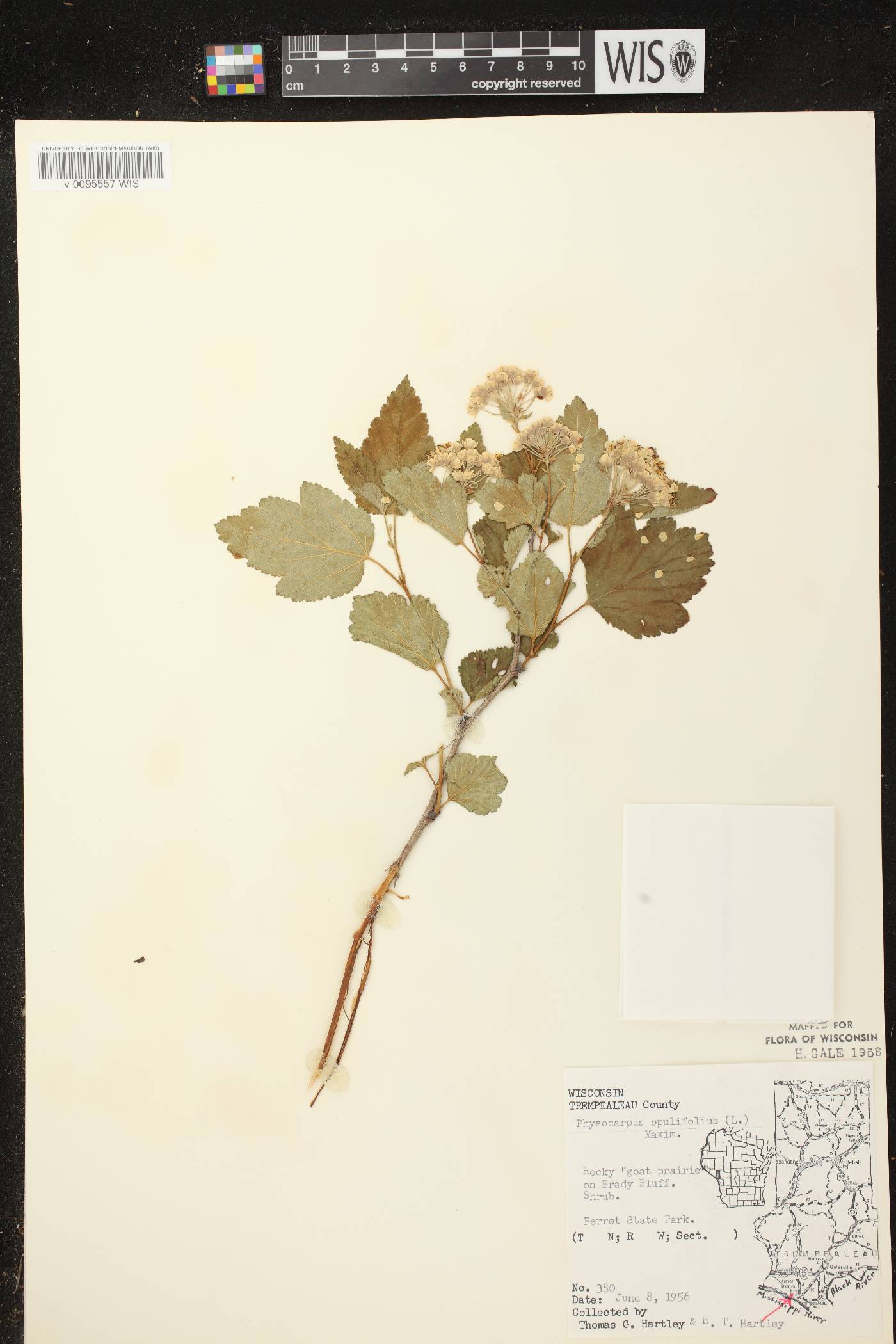 Physocarpus opulifolius image