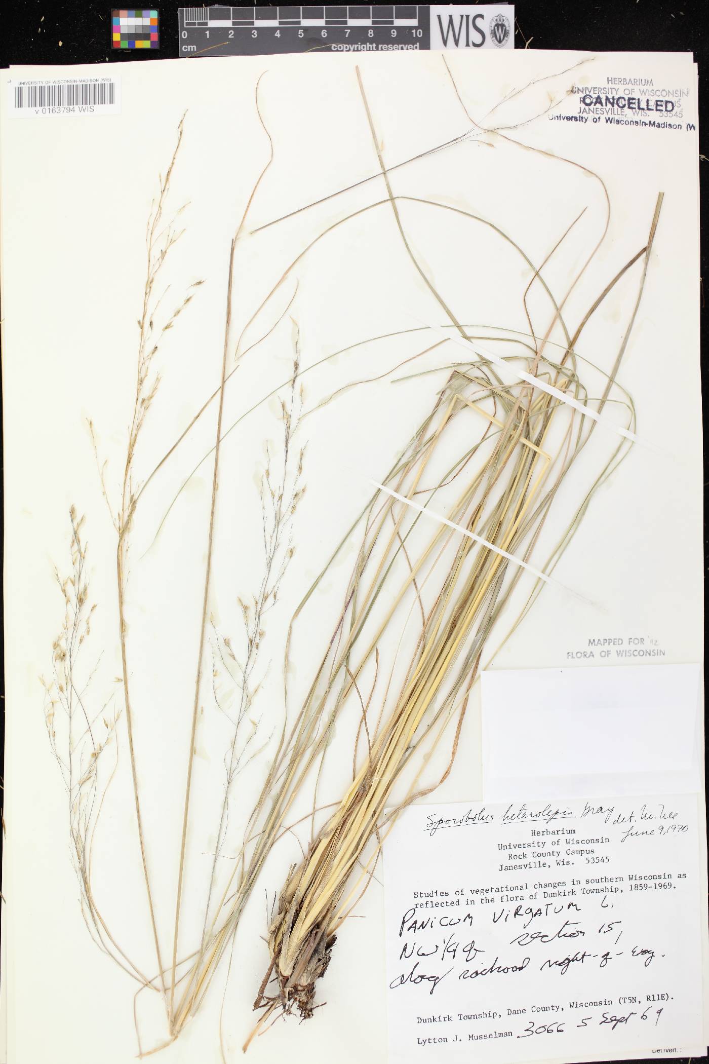Sporobolus heterolepis image