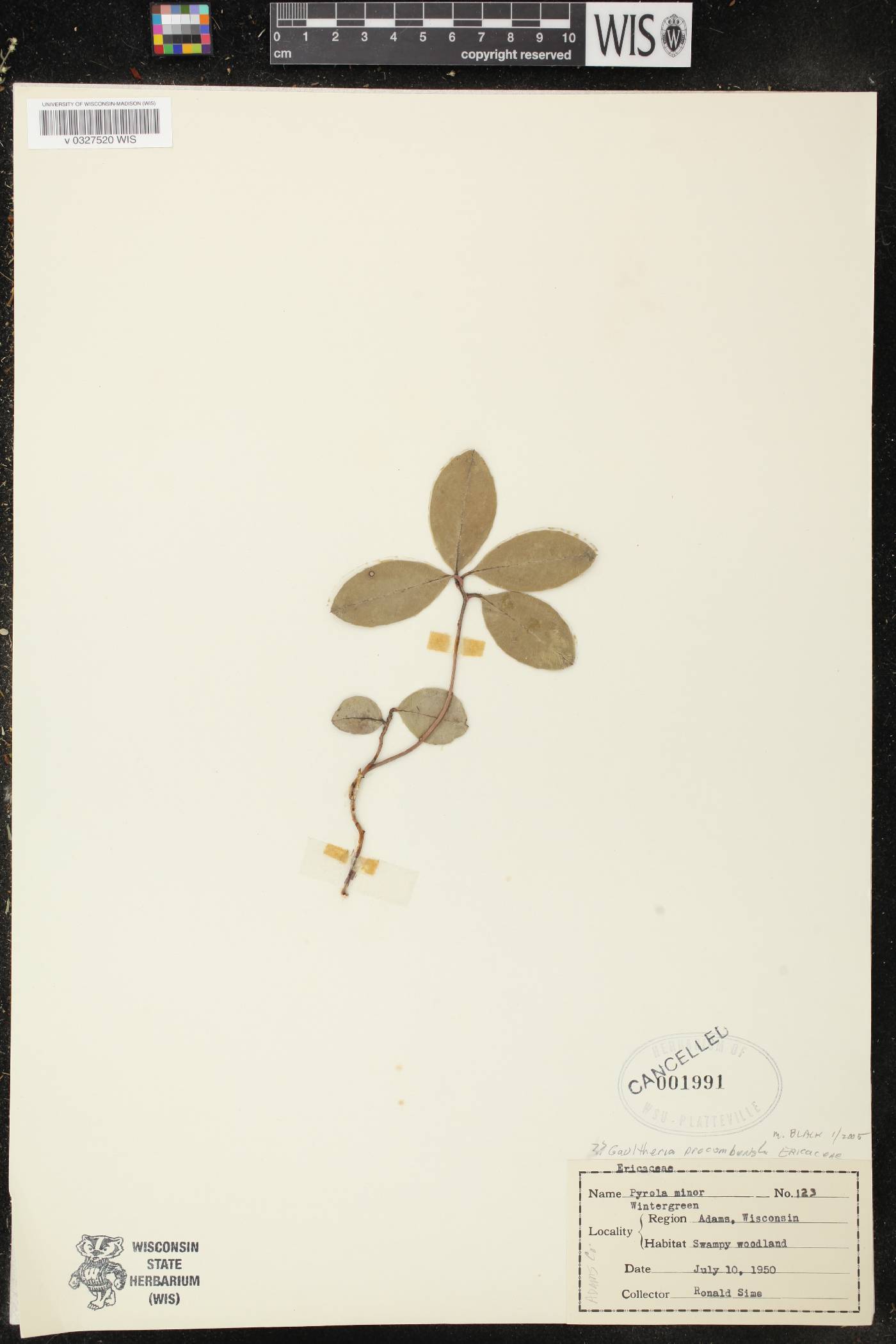 Gaultheria procumbens image