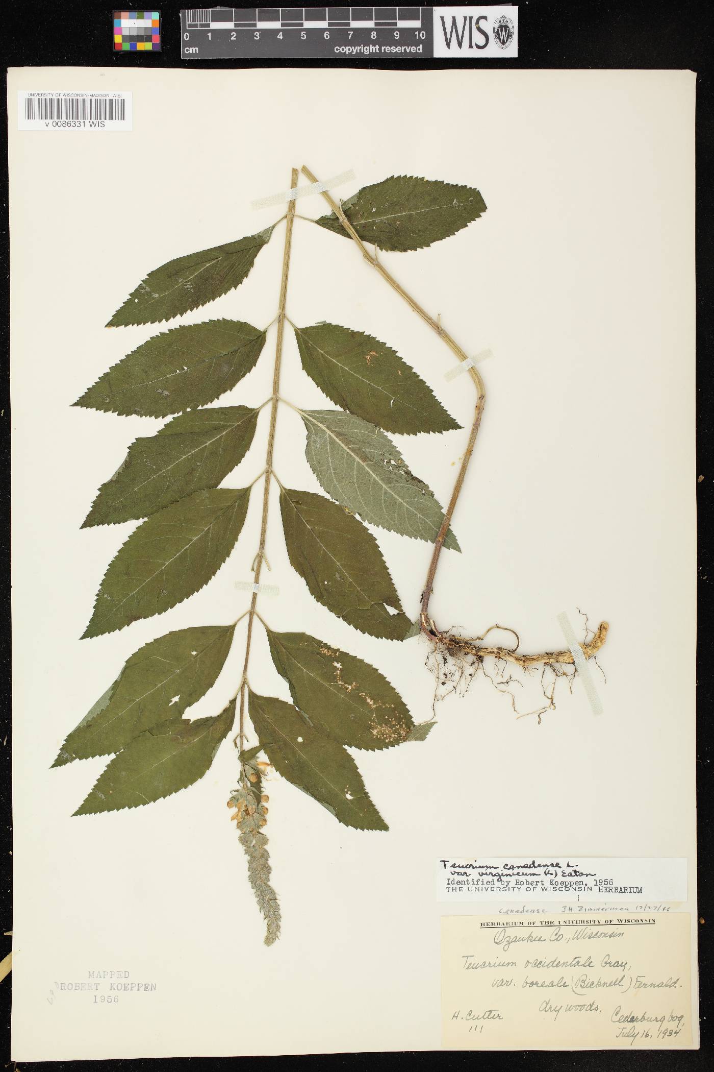 Teucrium canadense image