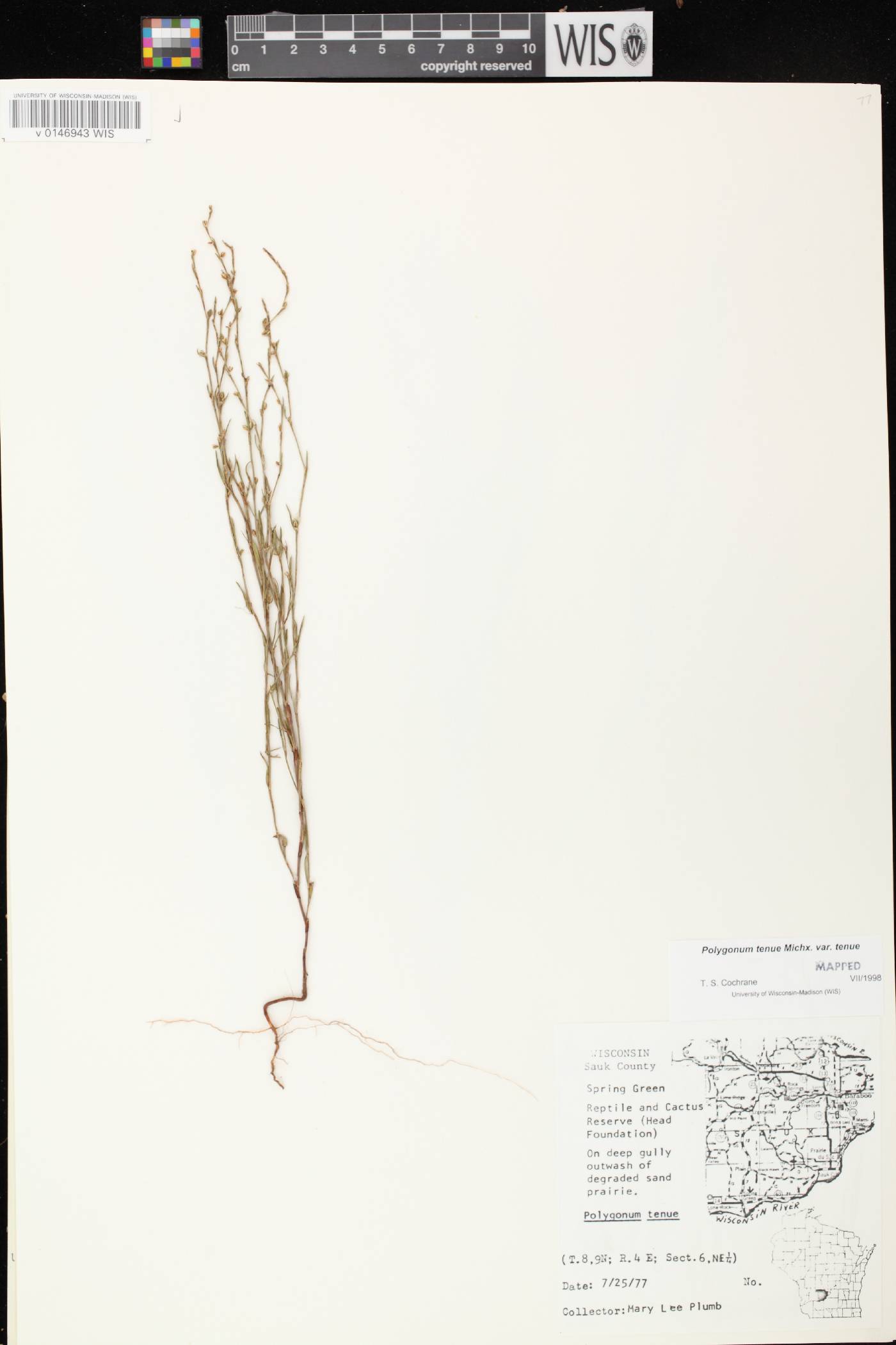 Polygonum tenue image