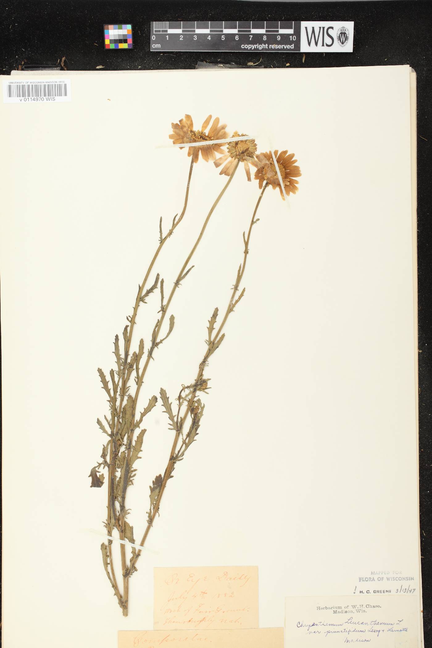 Leucanthemum vulgare image