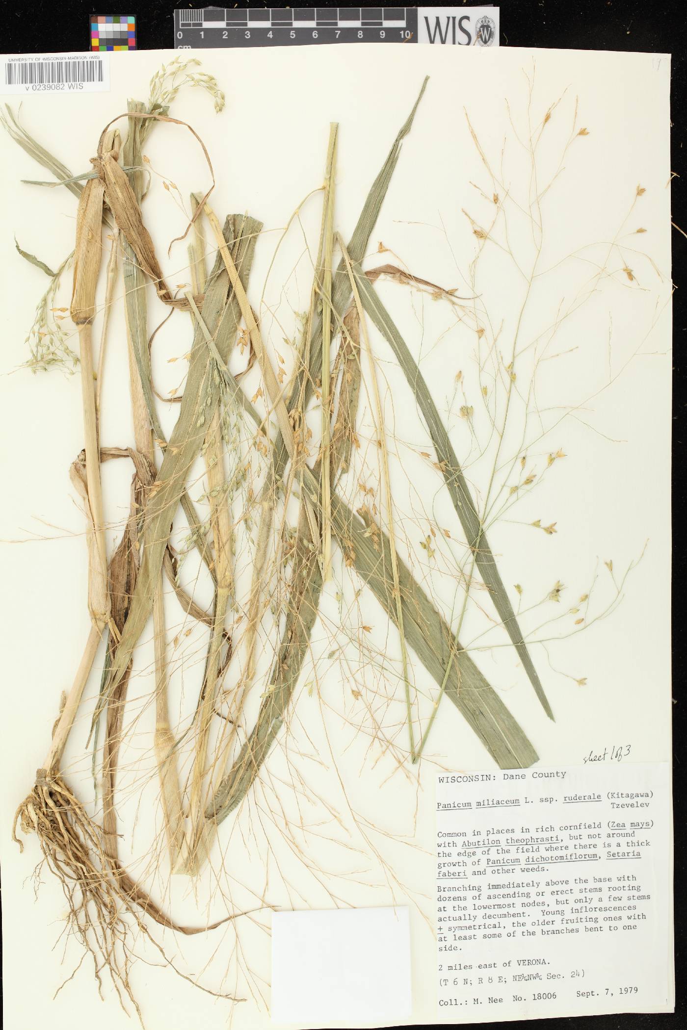 Panicum miliaceum subsp. ruderale image