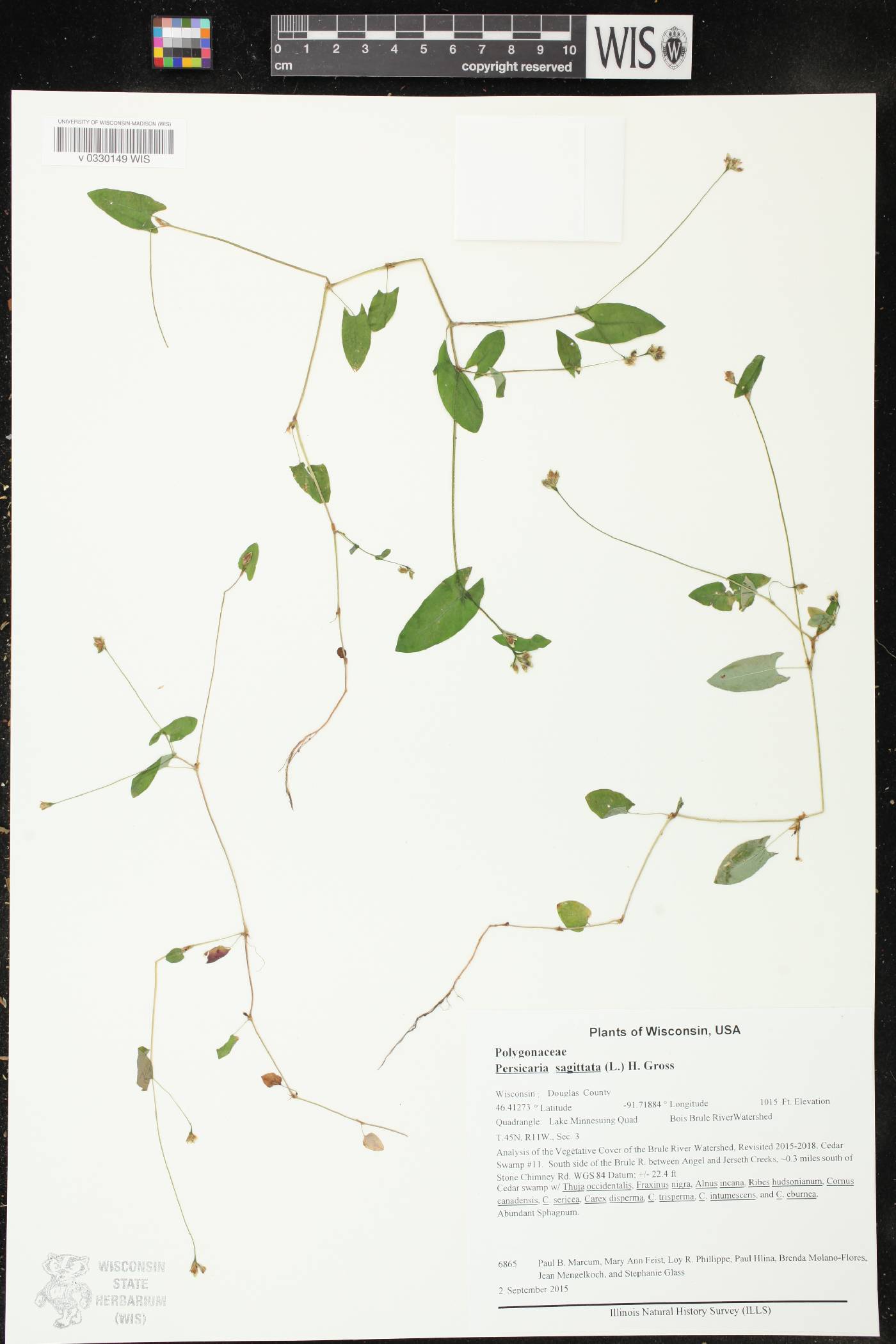Persicaria sagittata image