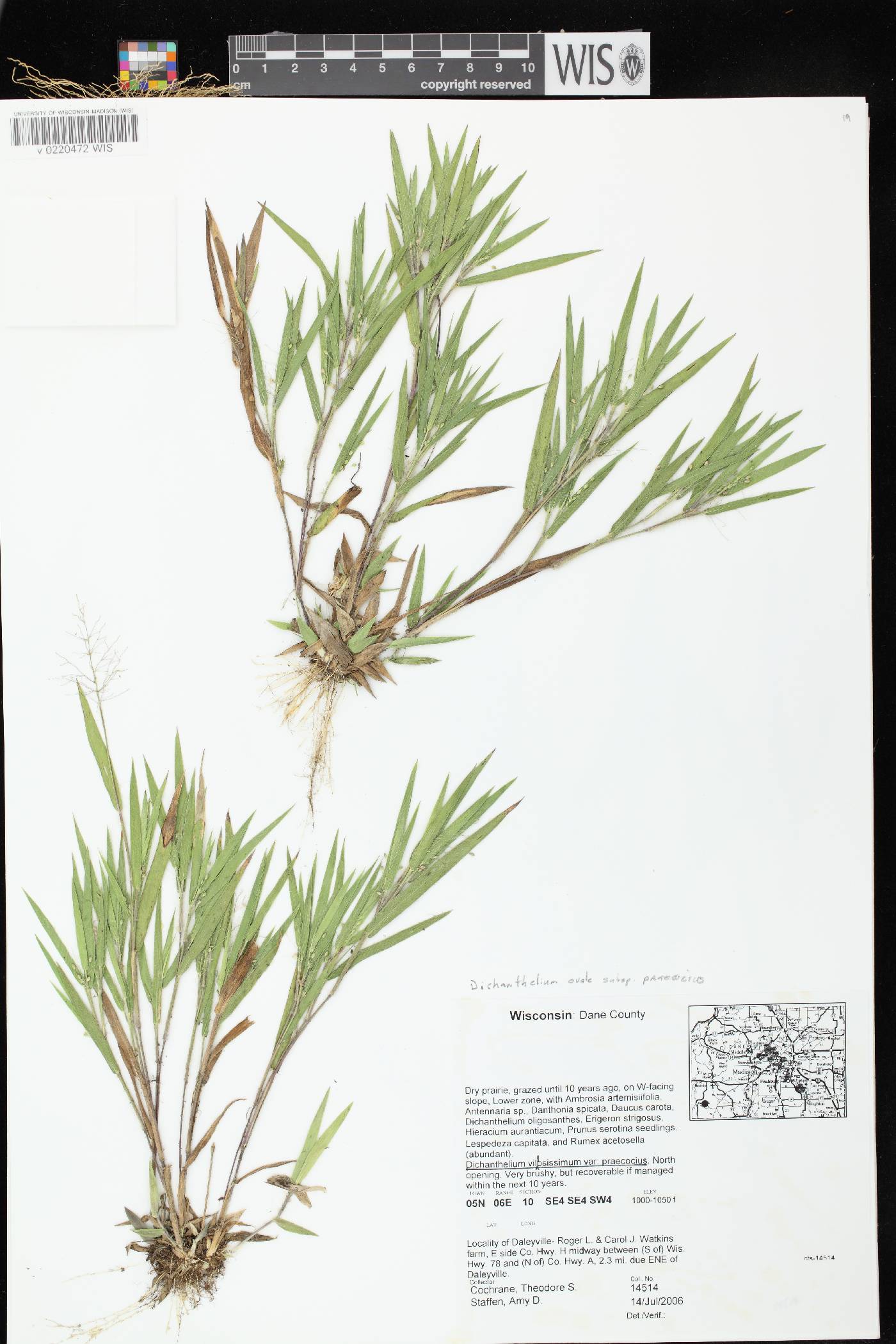 Dichanthelium villosissimum var. praecocius image