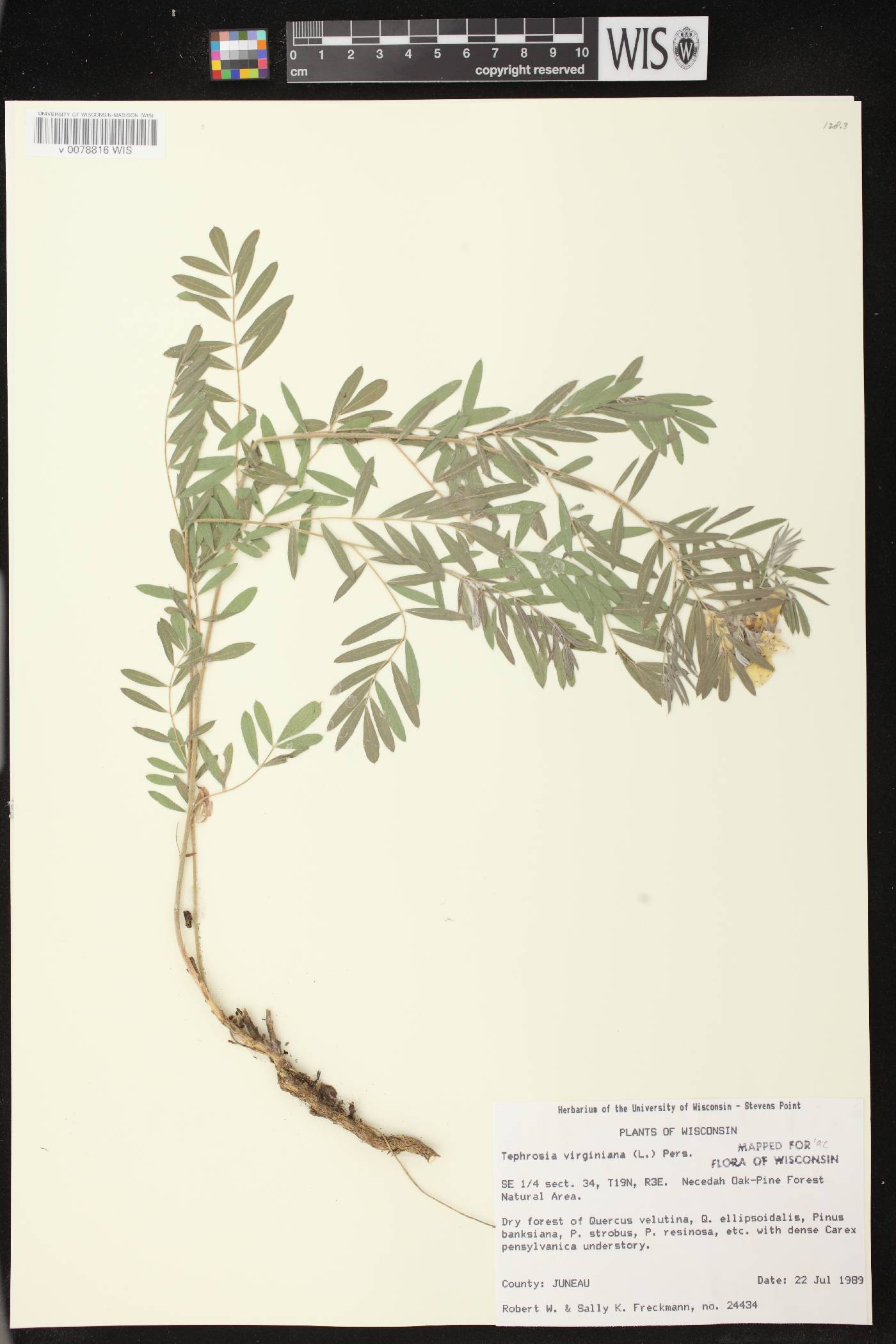 Tephrosia virginiana image