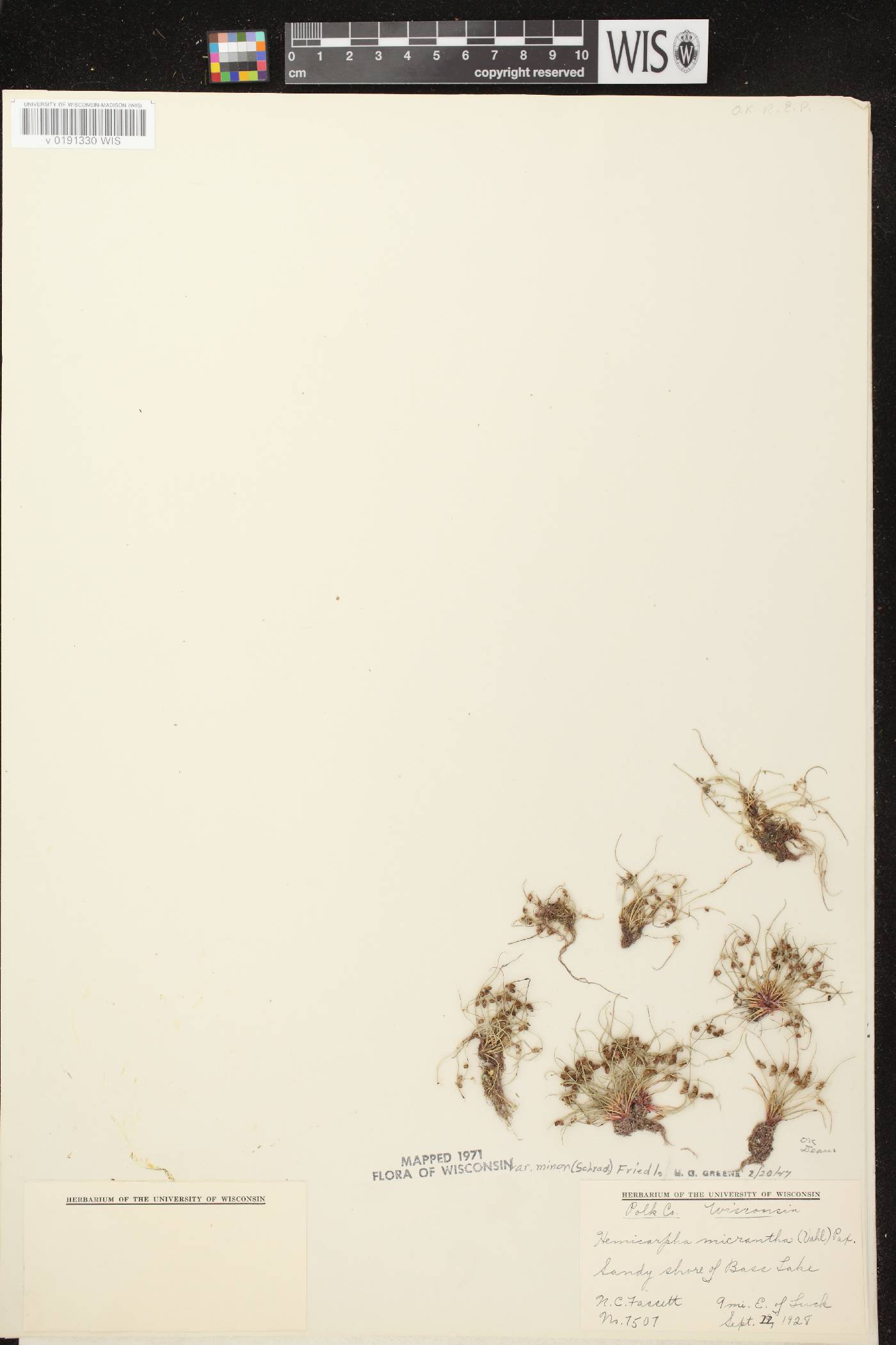 Lipocarpha micrantha image