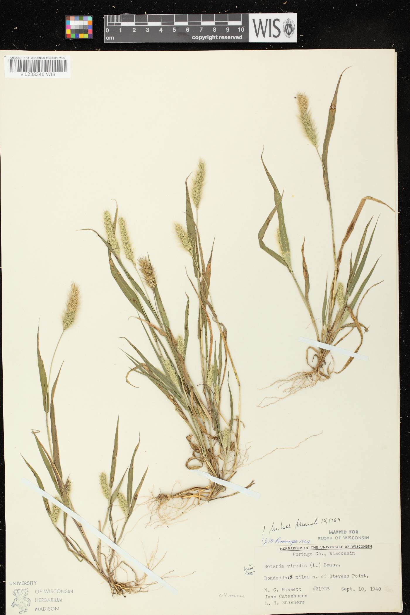 Setaria viridis var. viridis image
