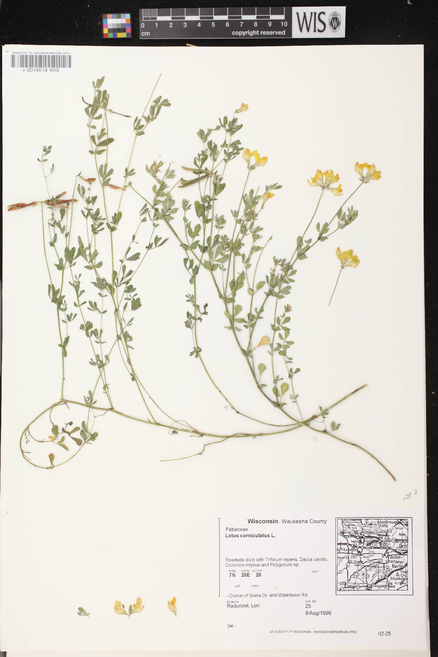 Lotus corniculatus image