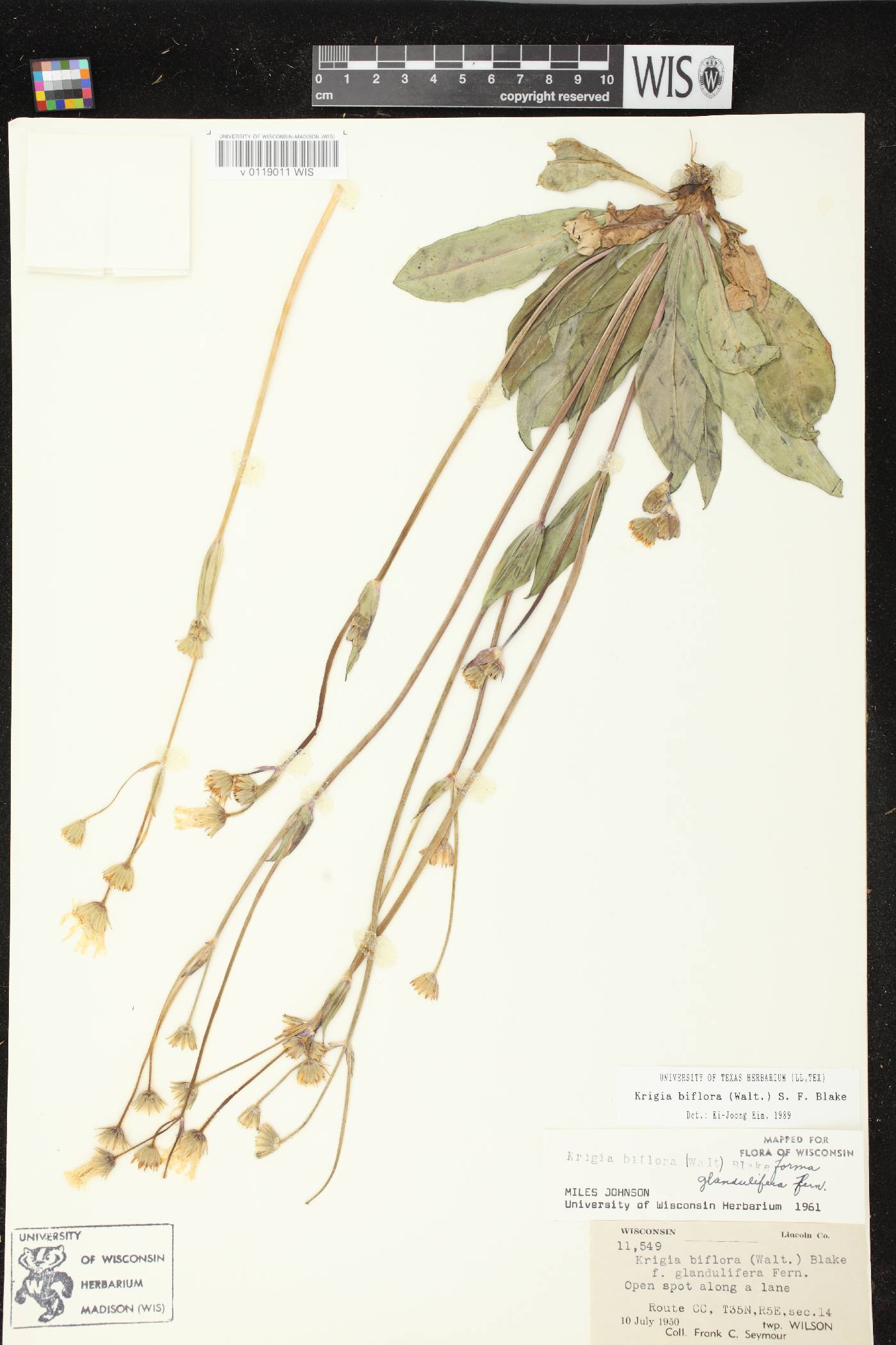 Krigia biflora subsp. glandulifera image