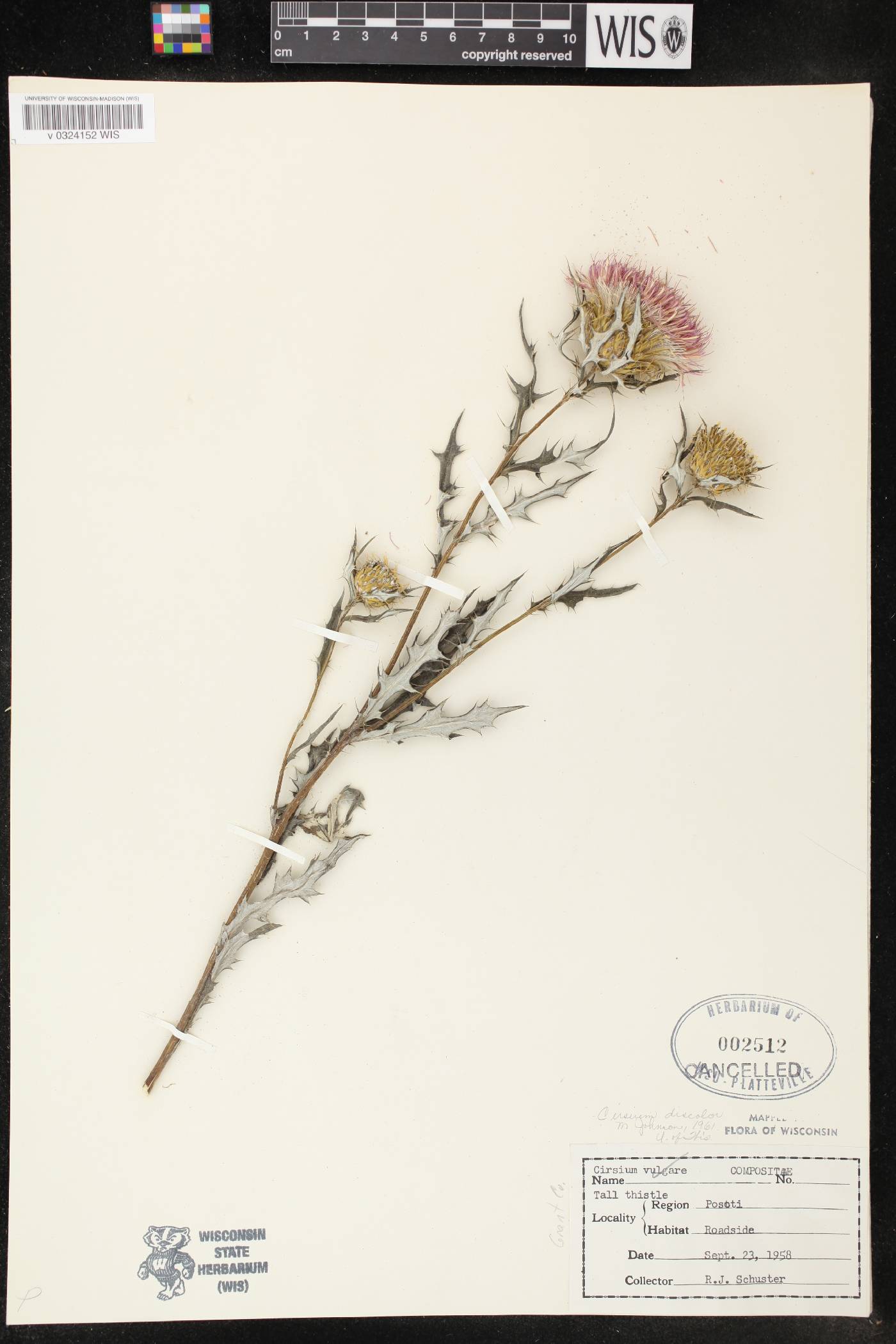 Cirsium discolor image