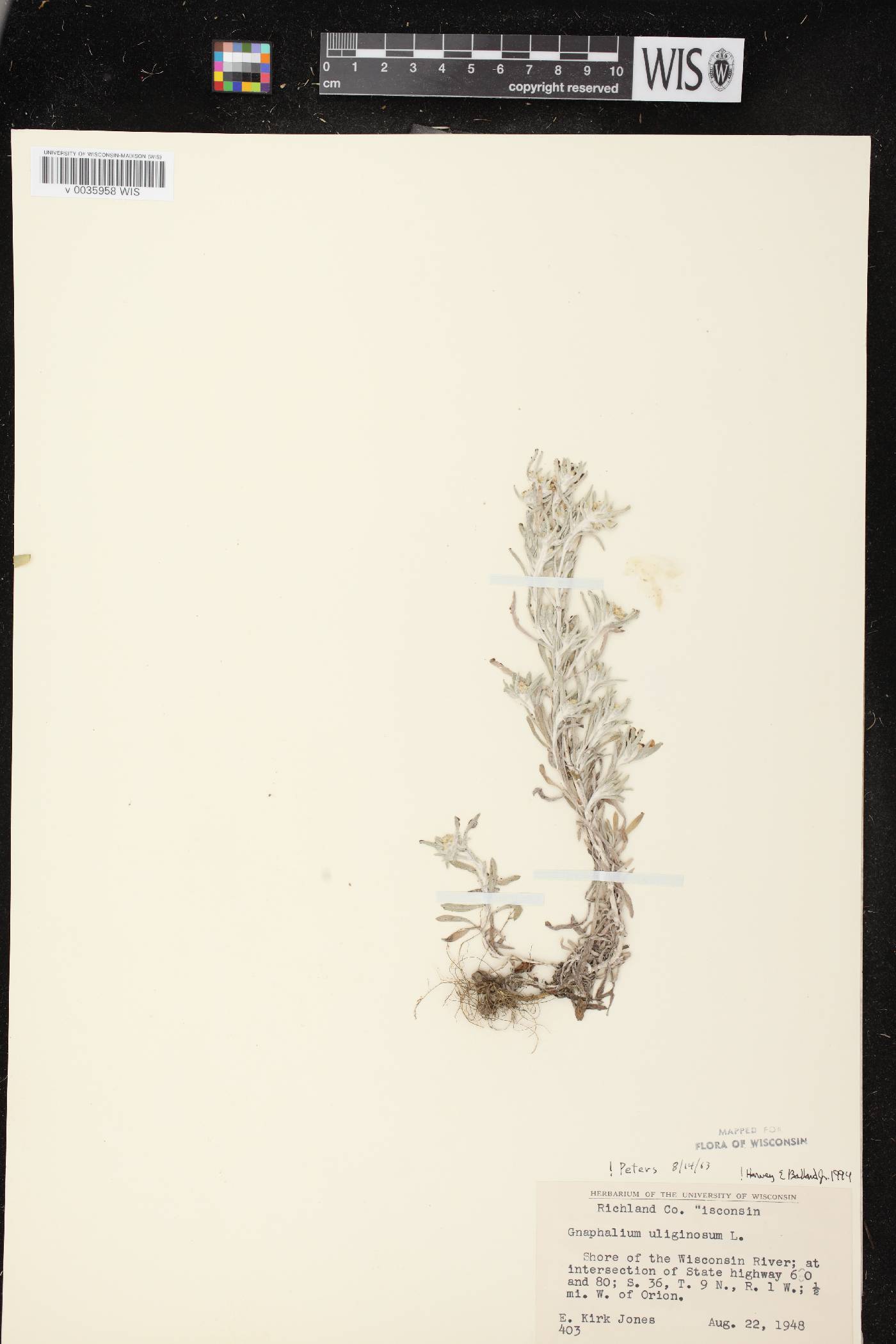 Gnaphalium uliginosum image