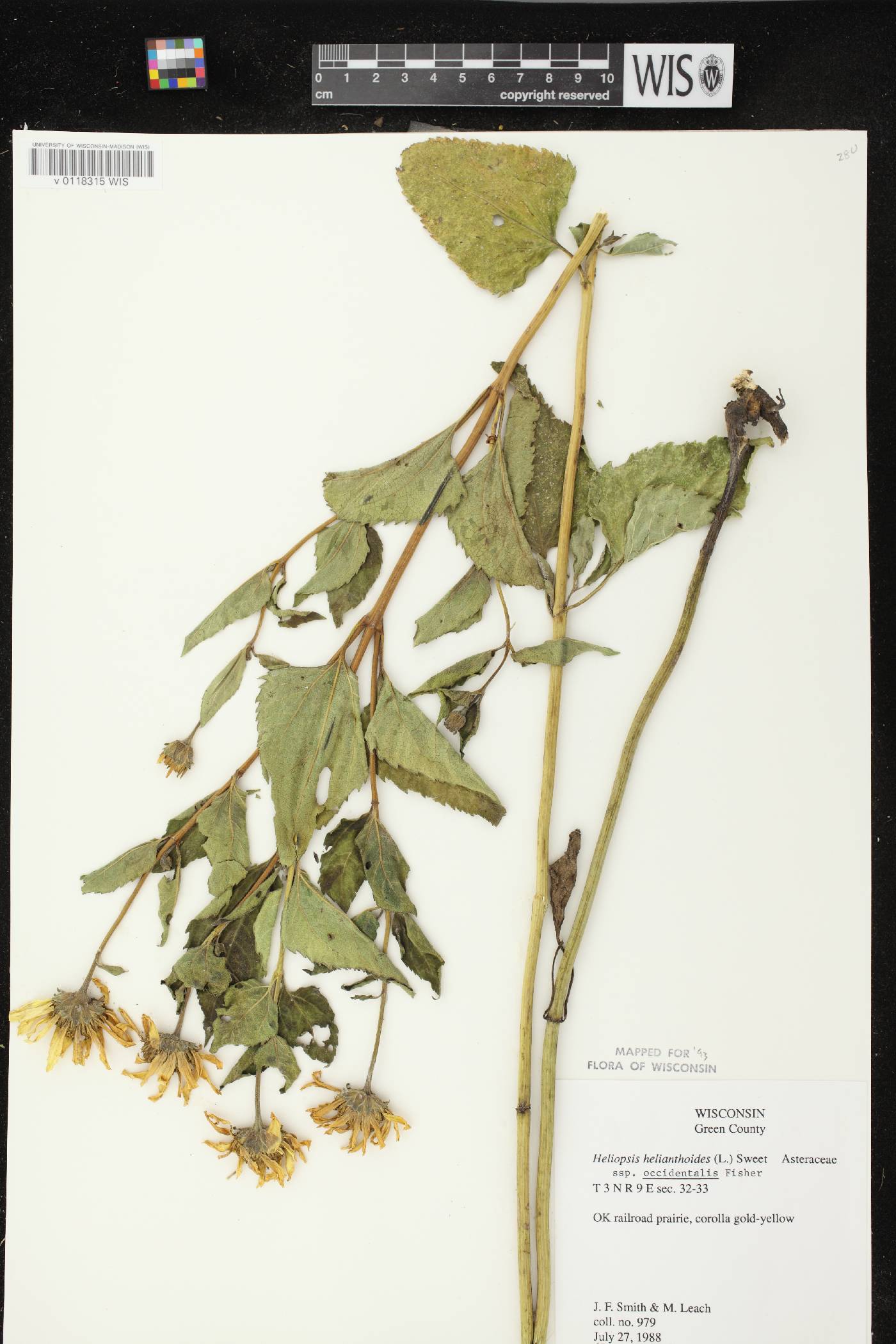 Heliopsis helianthoides image