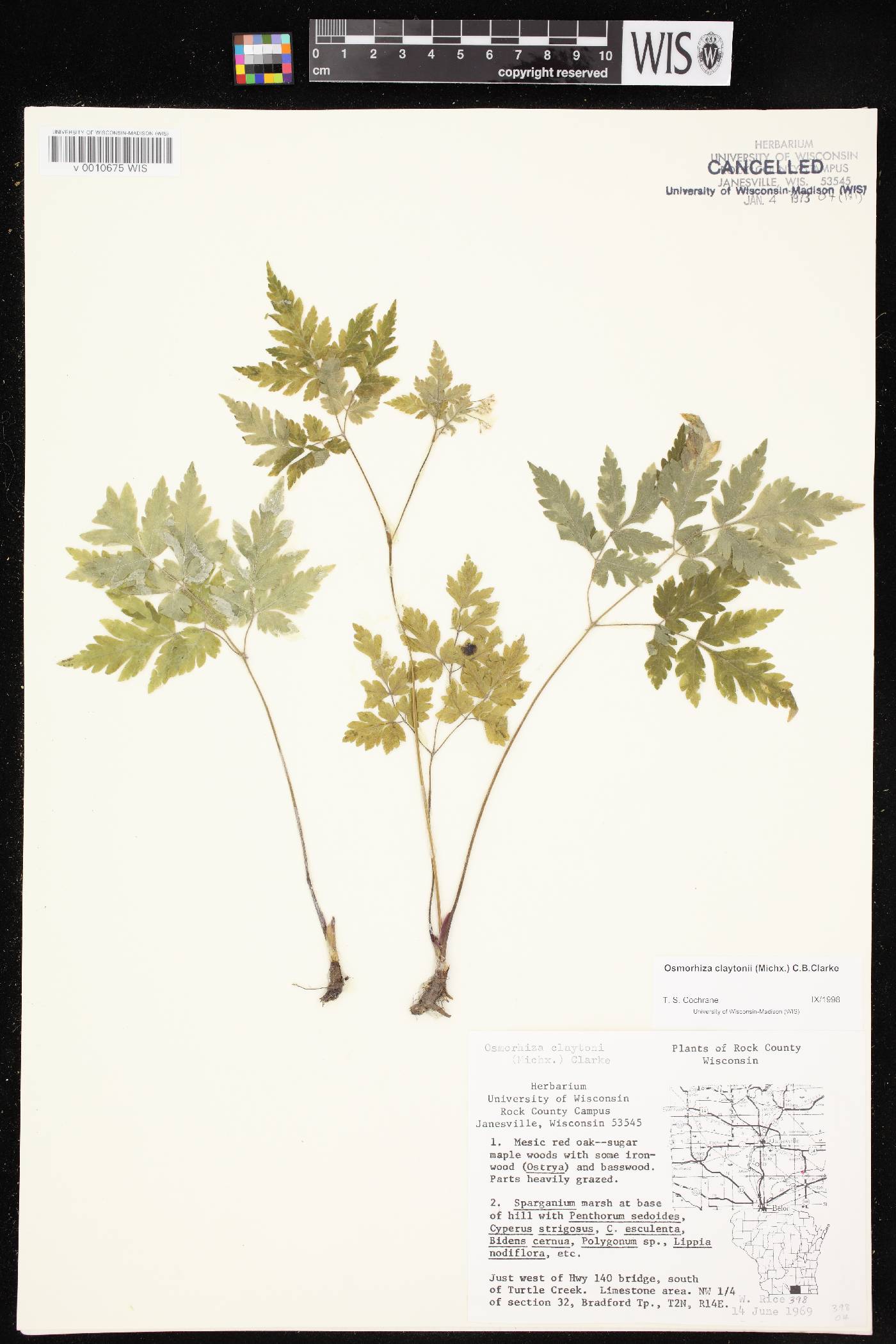 Osmorhiza claytonii image