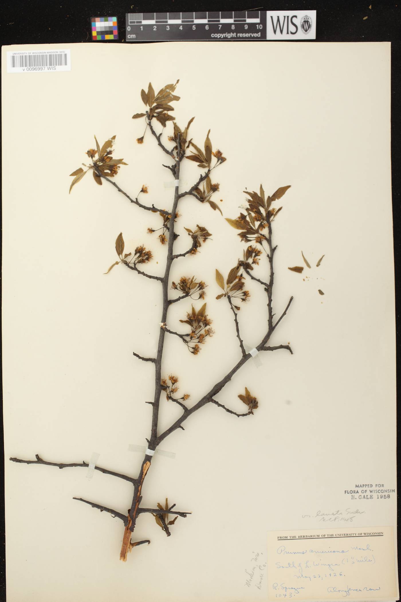 Prunus americana image