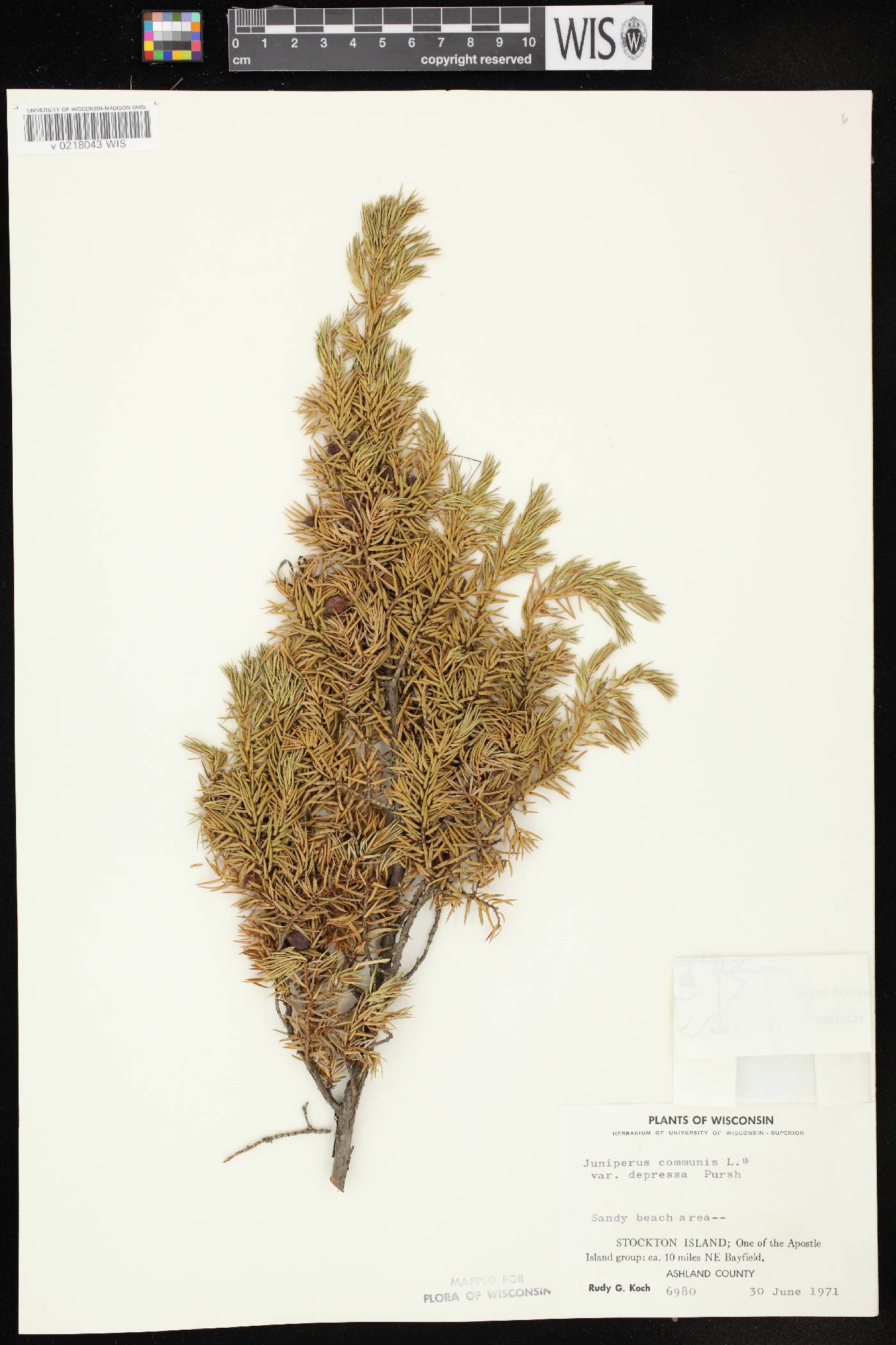 Juniperus communis image