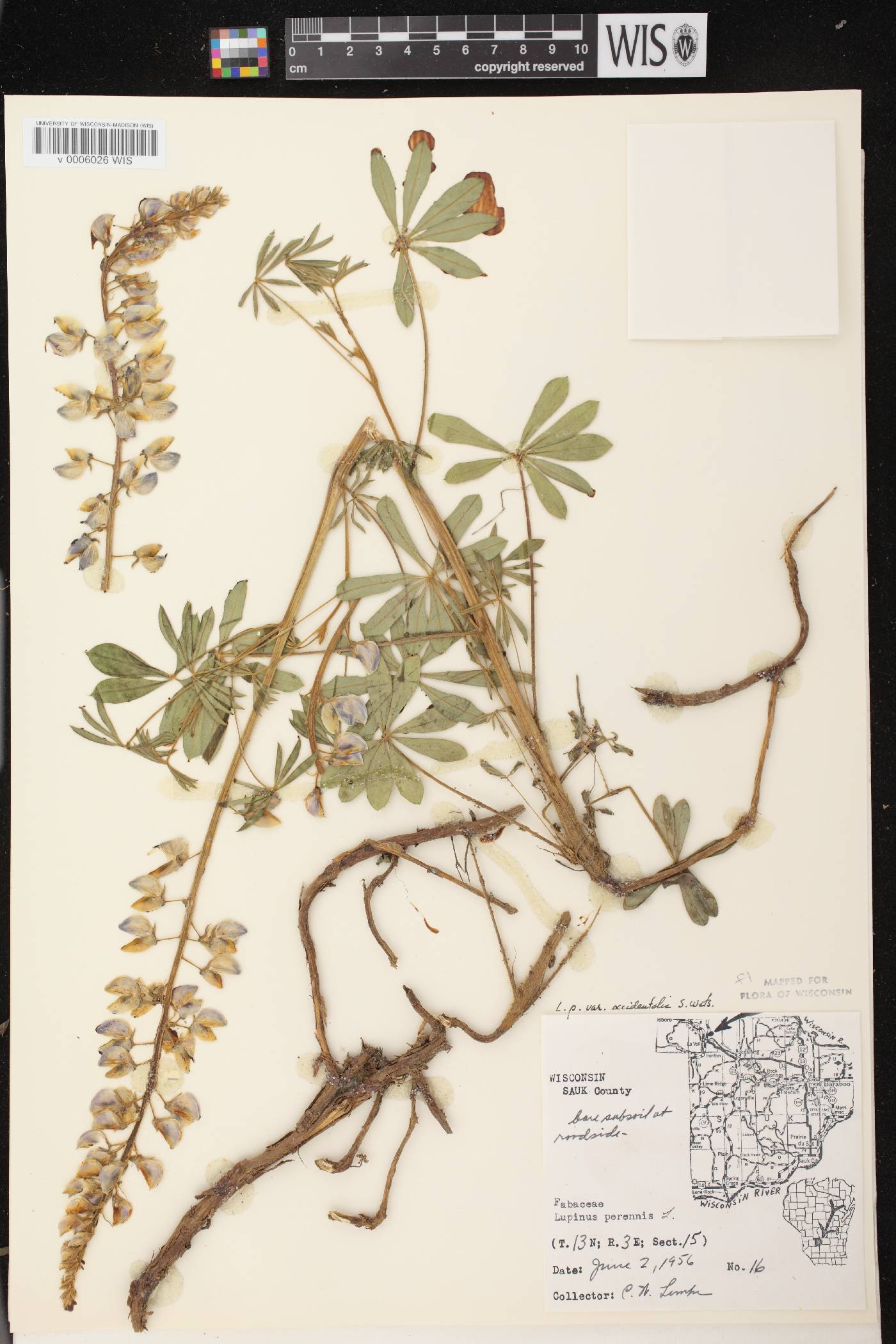 Lupinus perennis var. occidentalis image