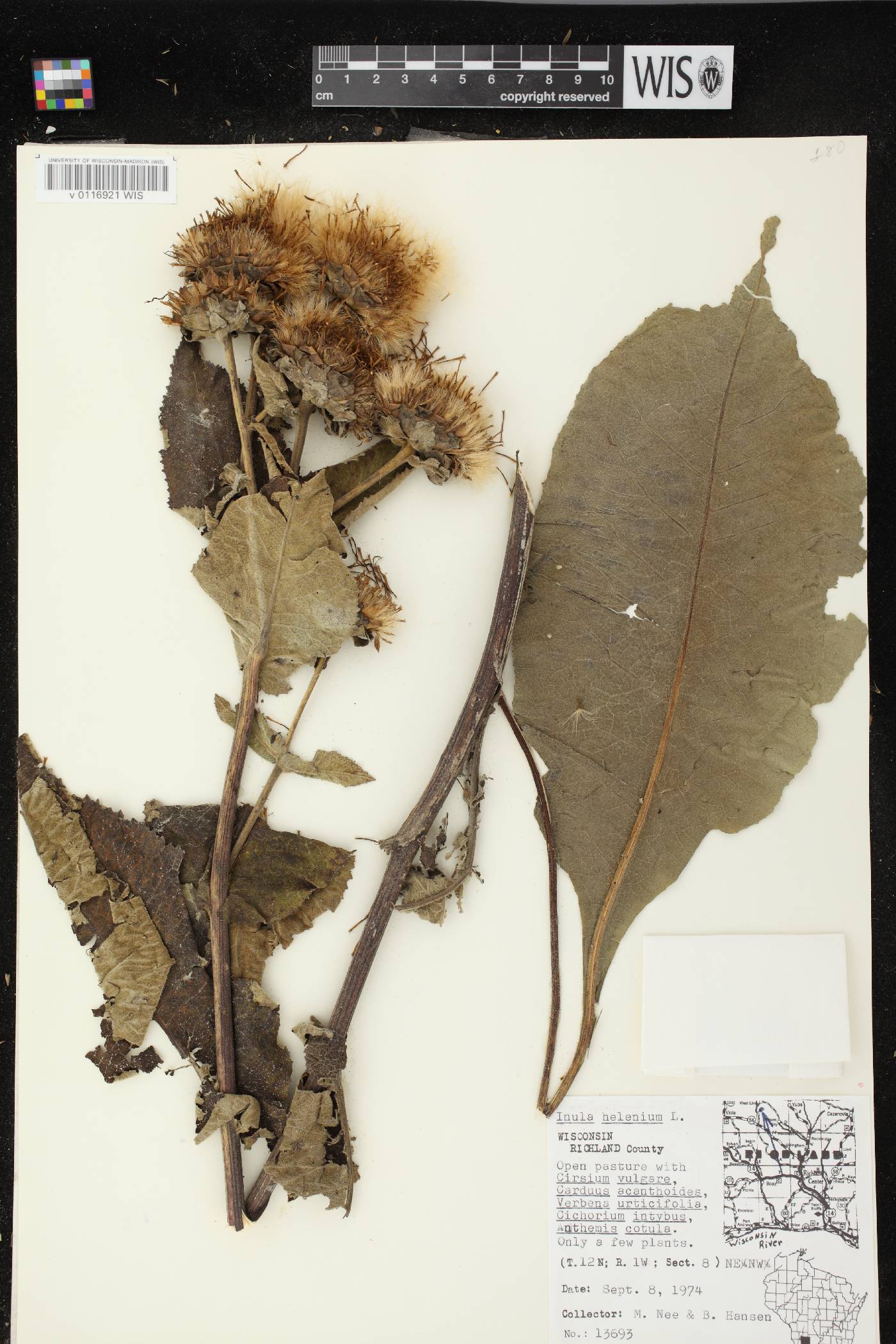 Inula helenium image