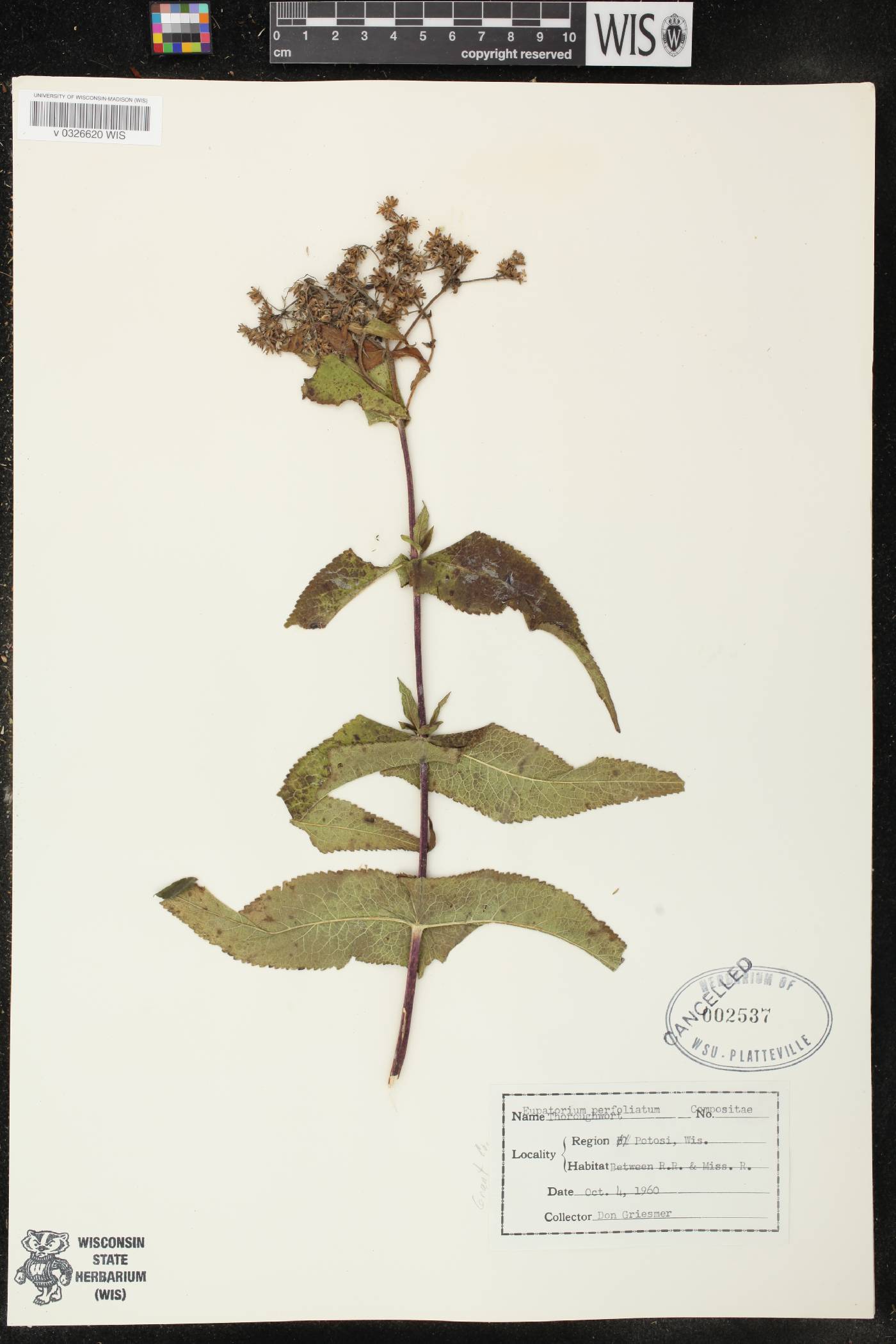 Eupatorium perfoliatum image