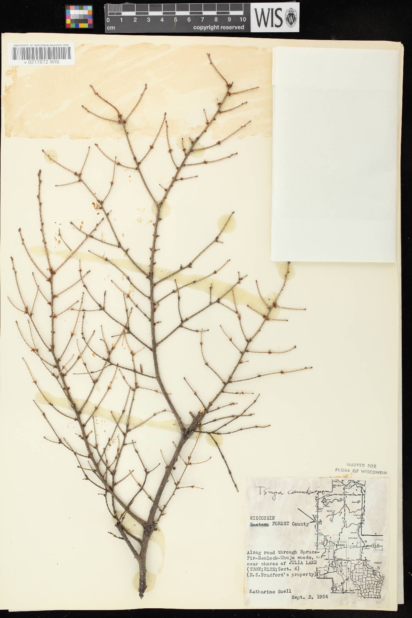 Tsuga canadensis image