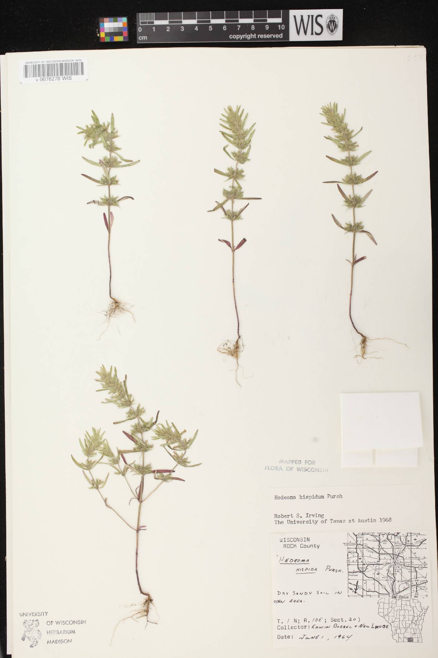 Hedeoma hispida image