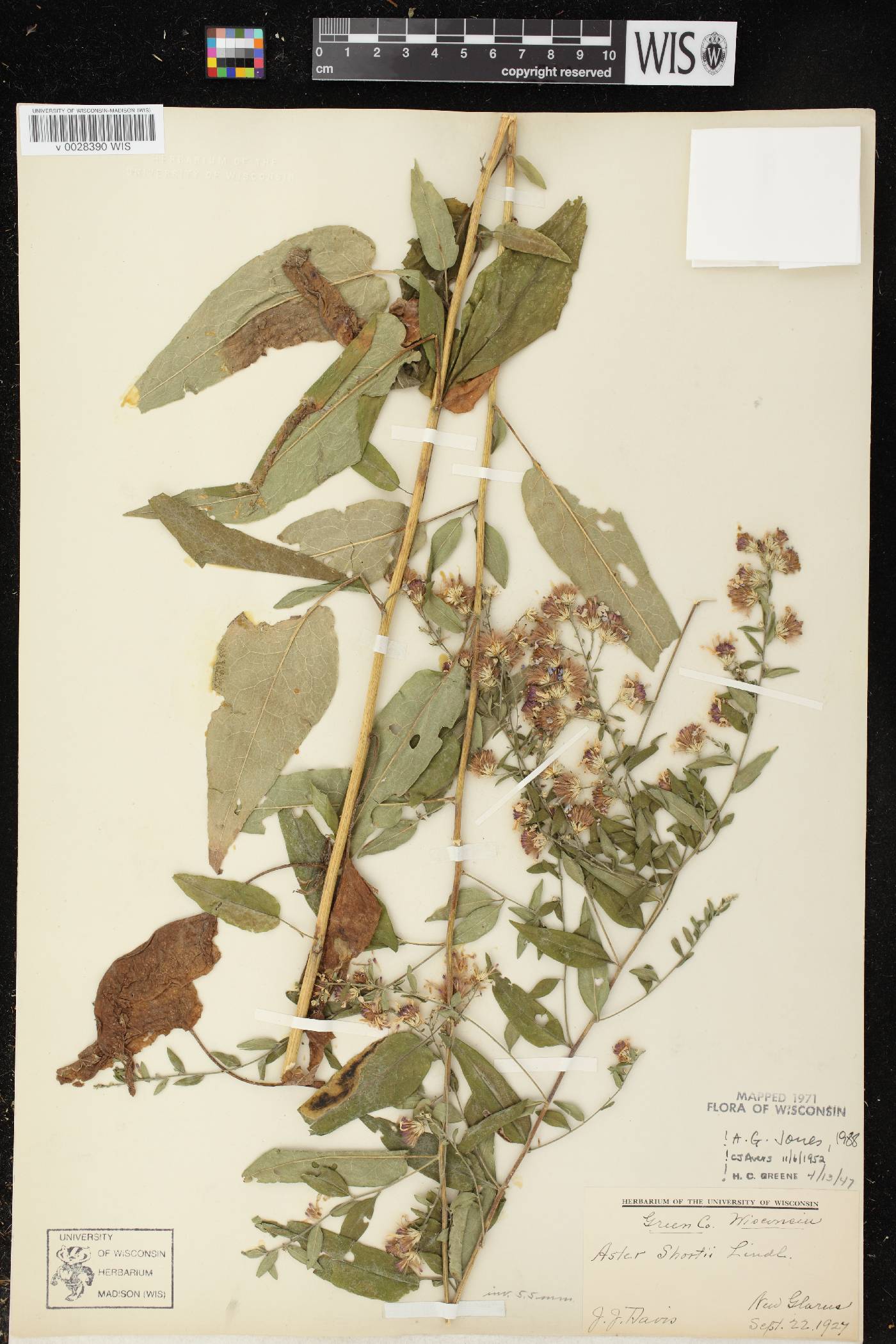 Symphyotrichum shortii image