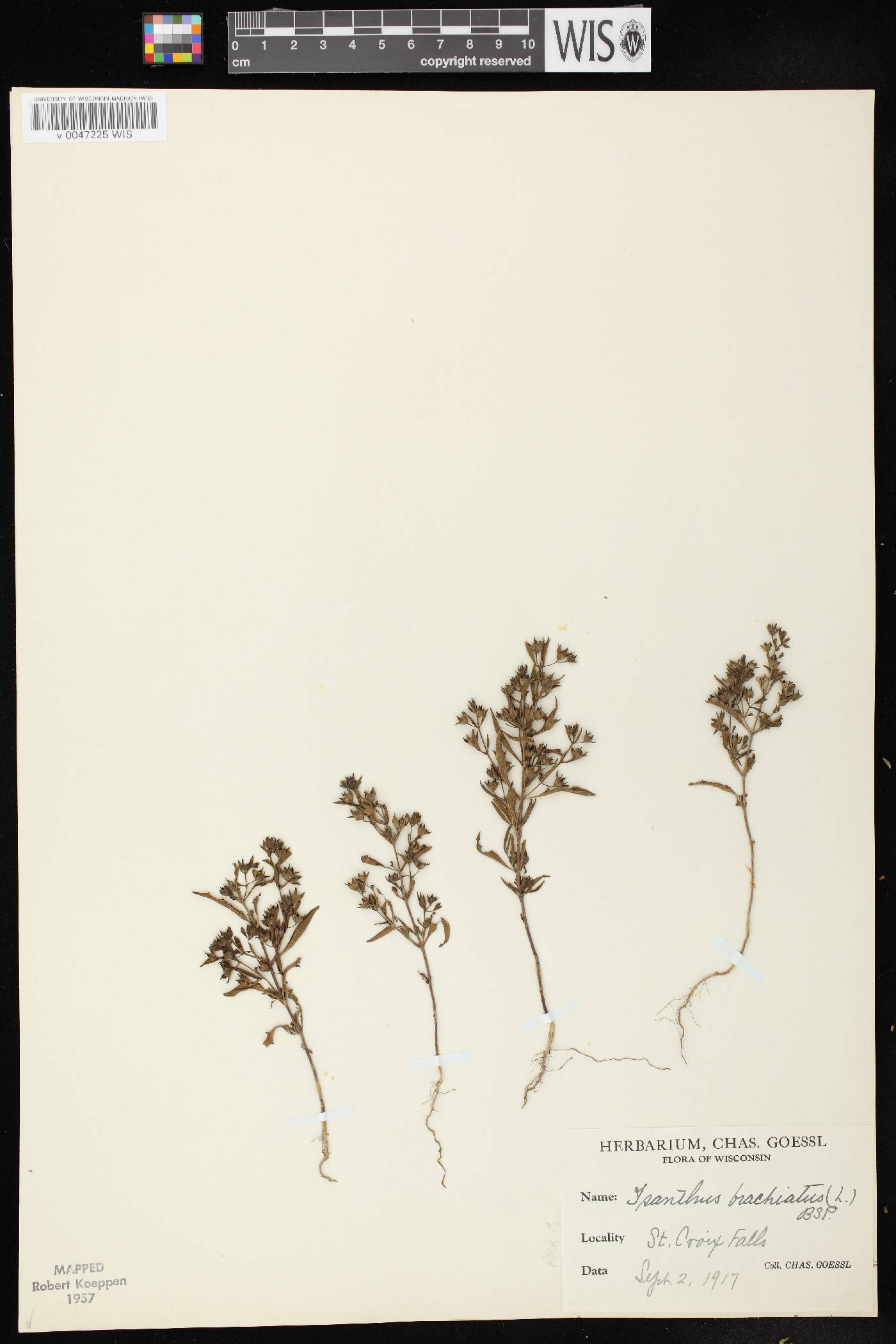 Trichostema brachiatum image