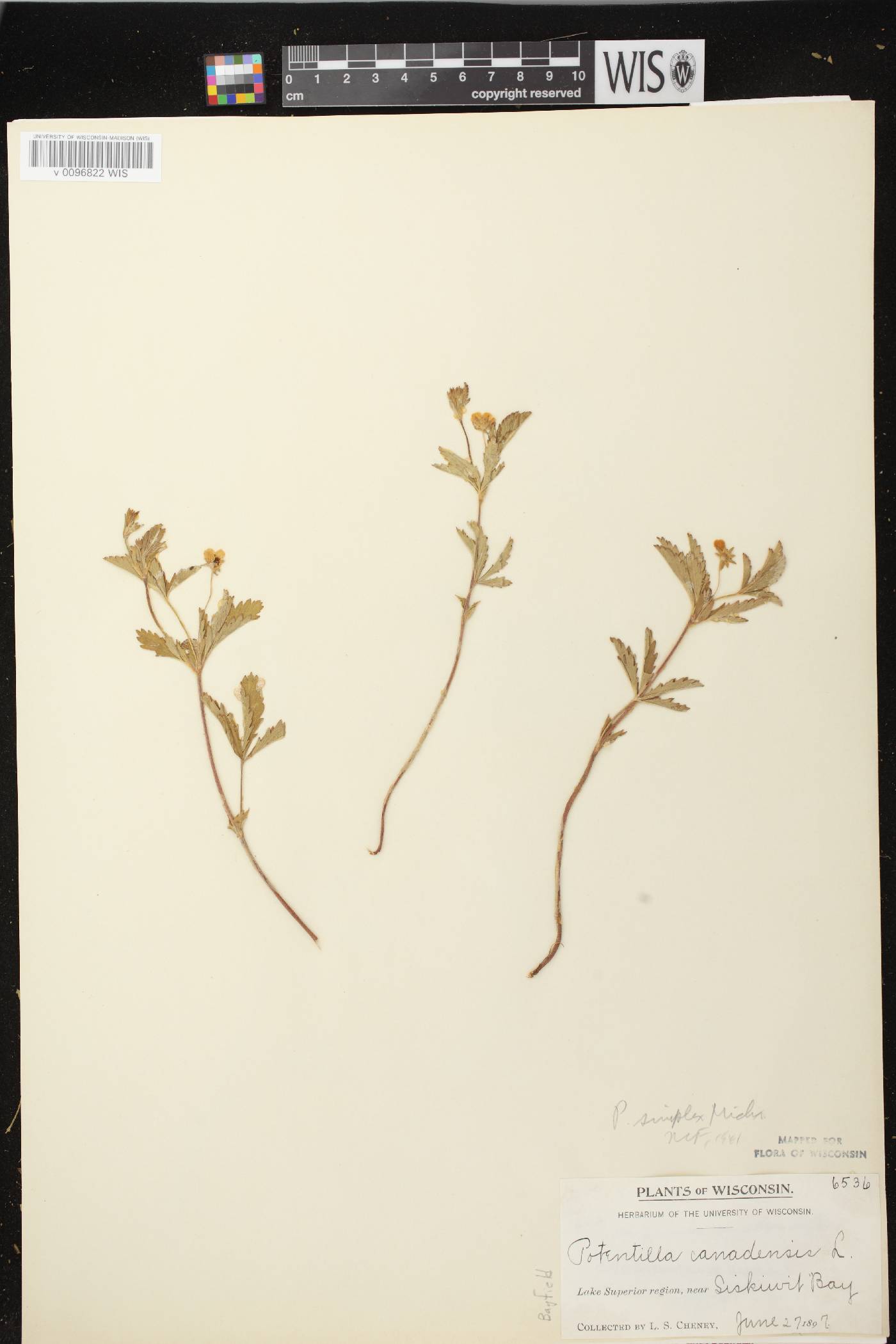 Potentilla simplex image