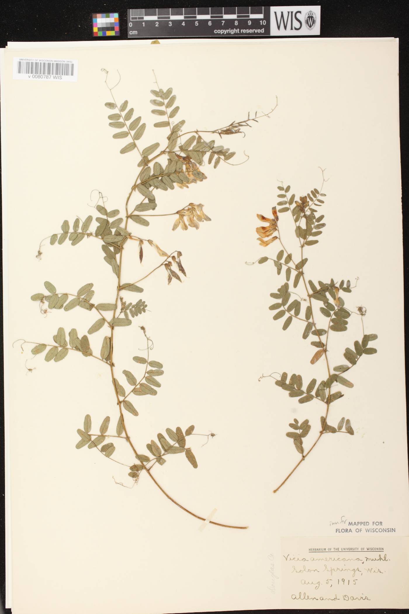 Vicia americana subsp. americana image