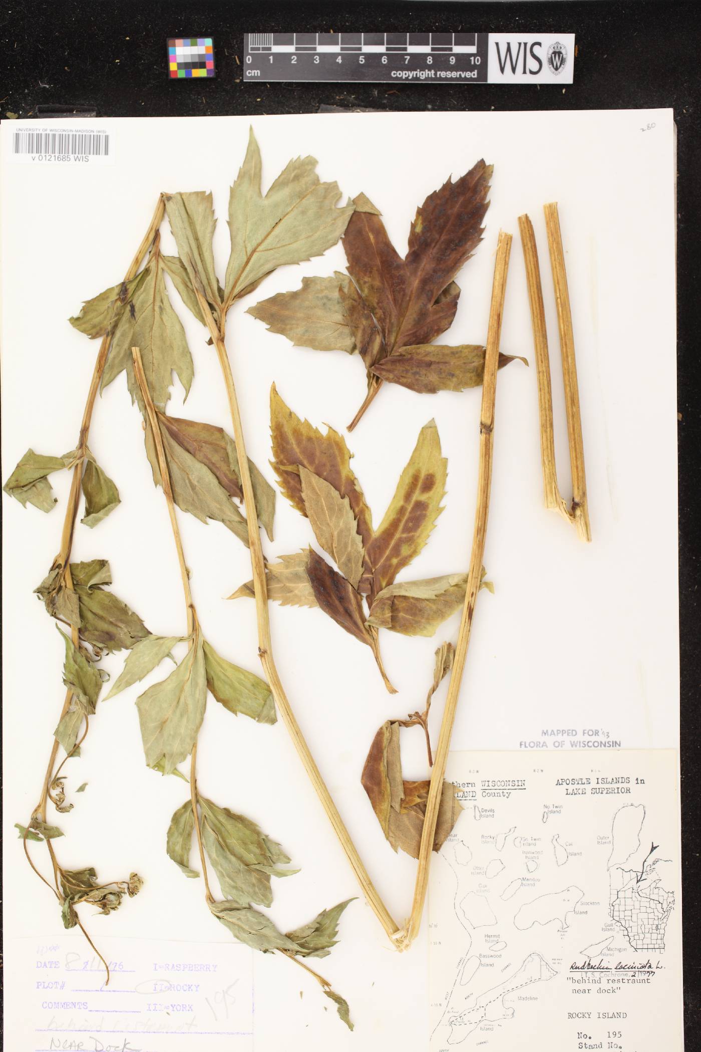 Rudbeckia laciniata image