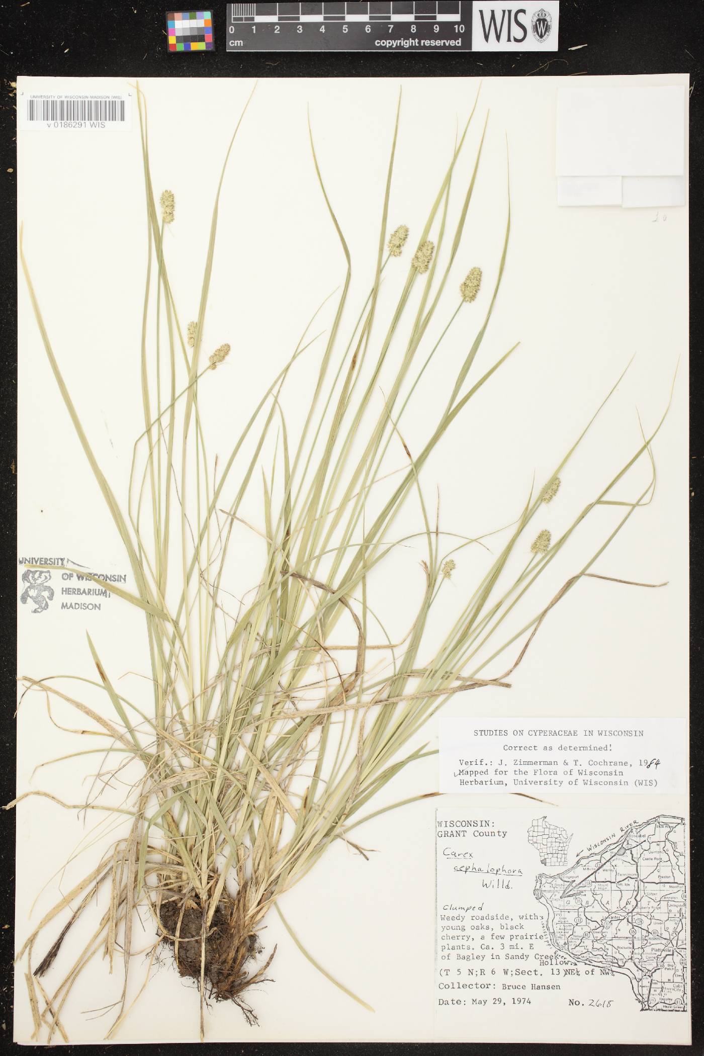 Carex cephalophora image