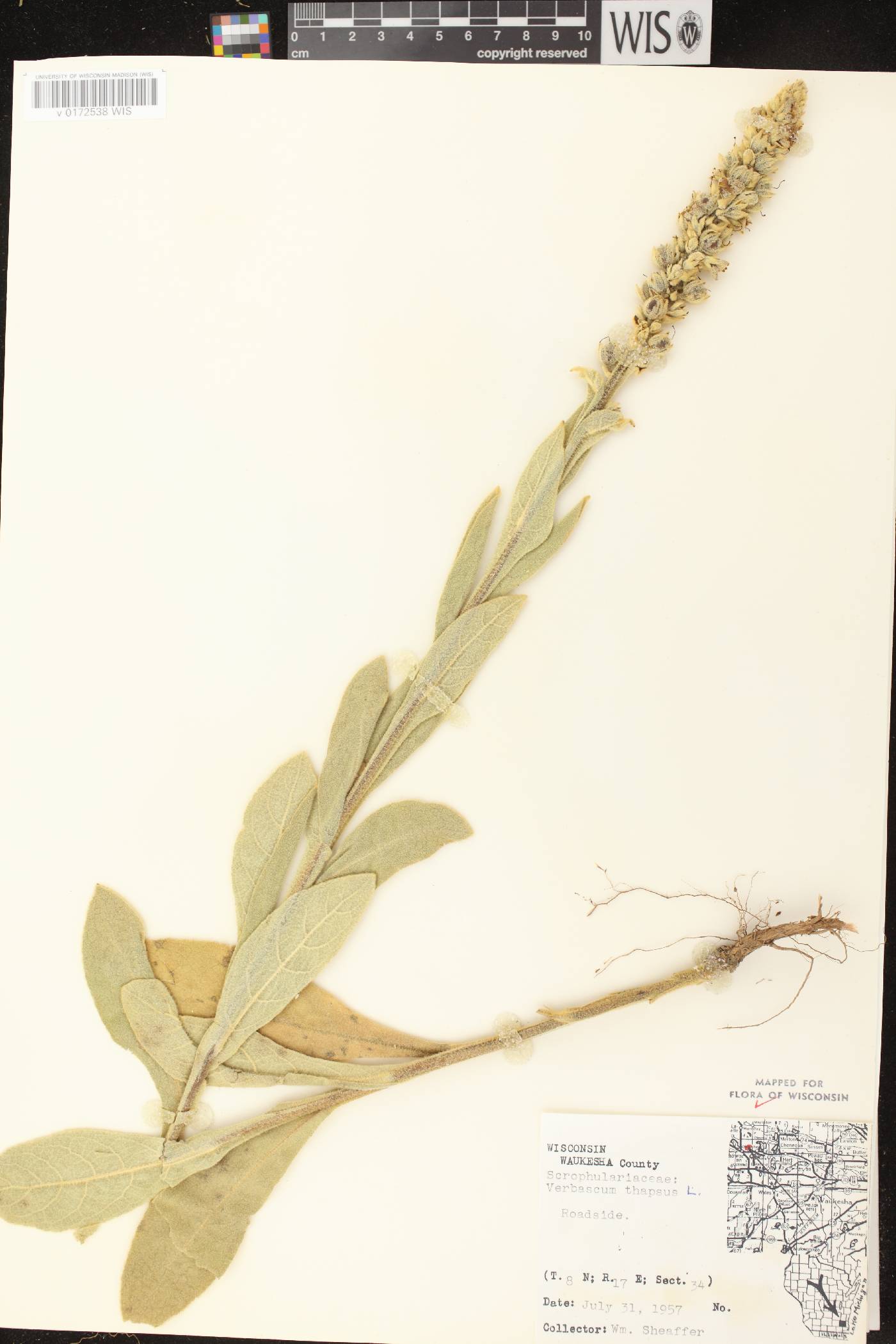 Verbascum thapsus image