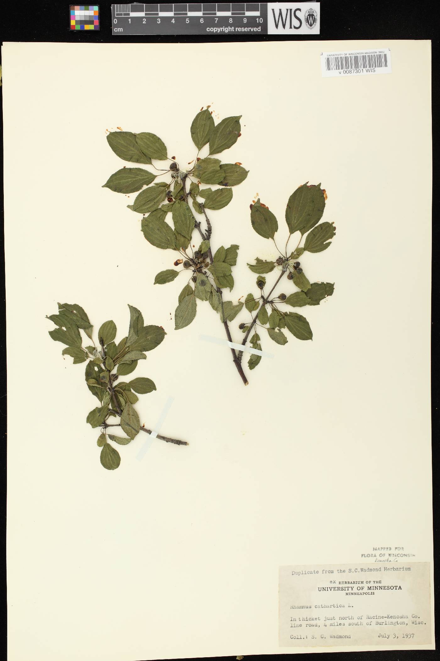 Rhamnus cathartica image