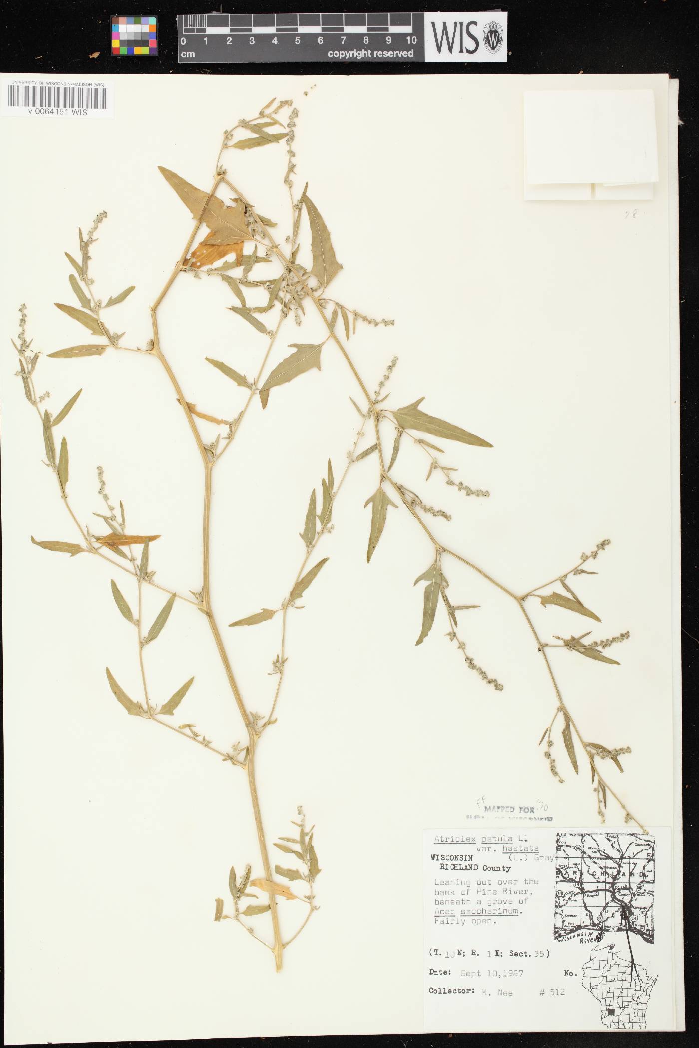 Atriplex prostrata image